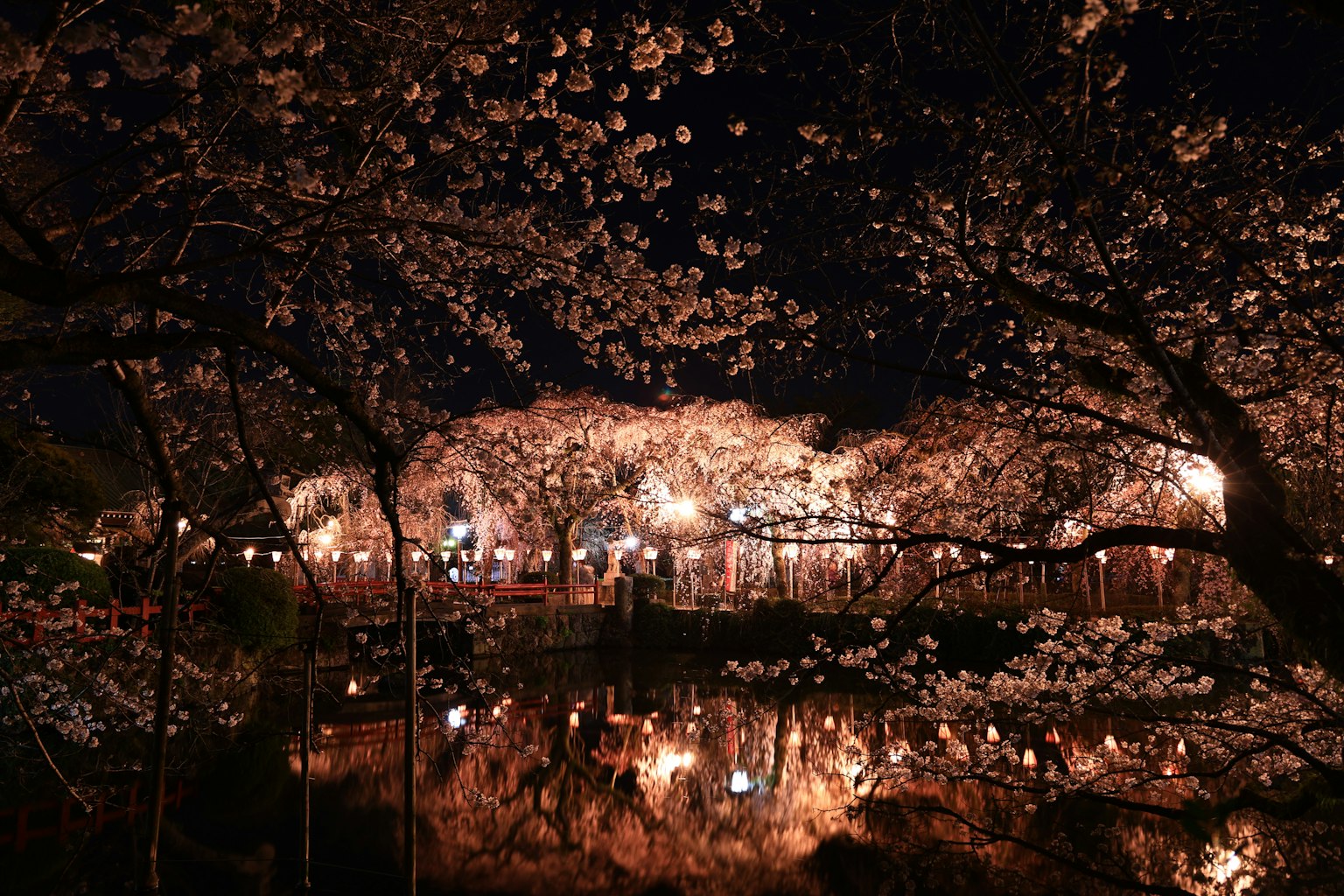 Beautiful night view of cherry blossoms with reflections in the pond