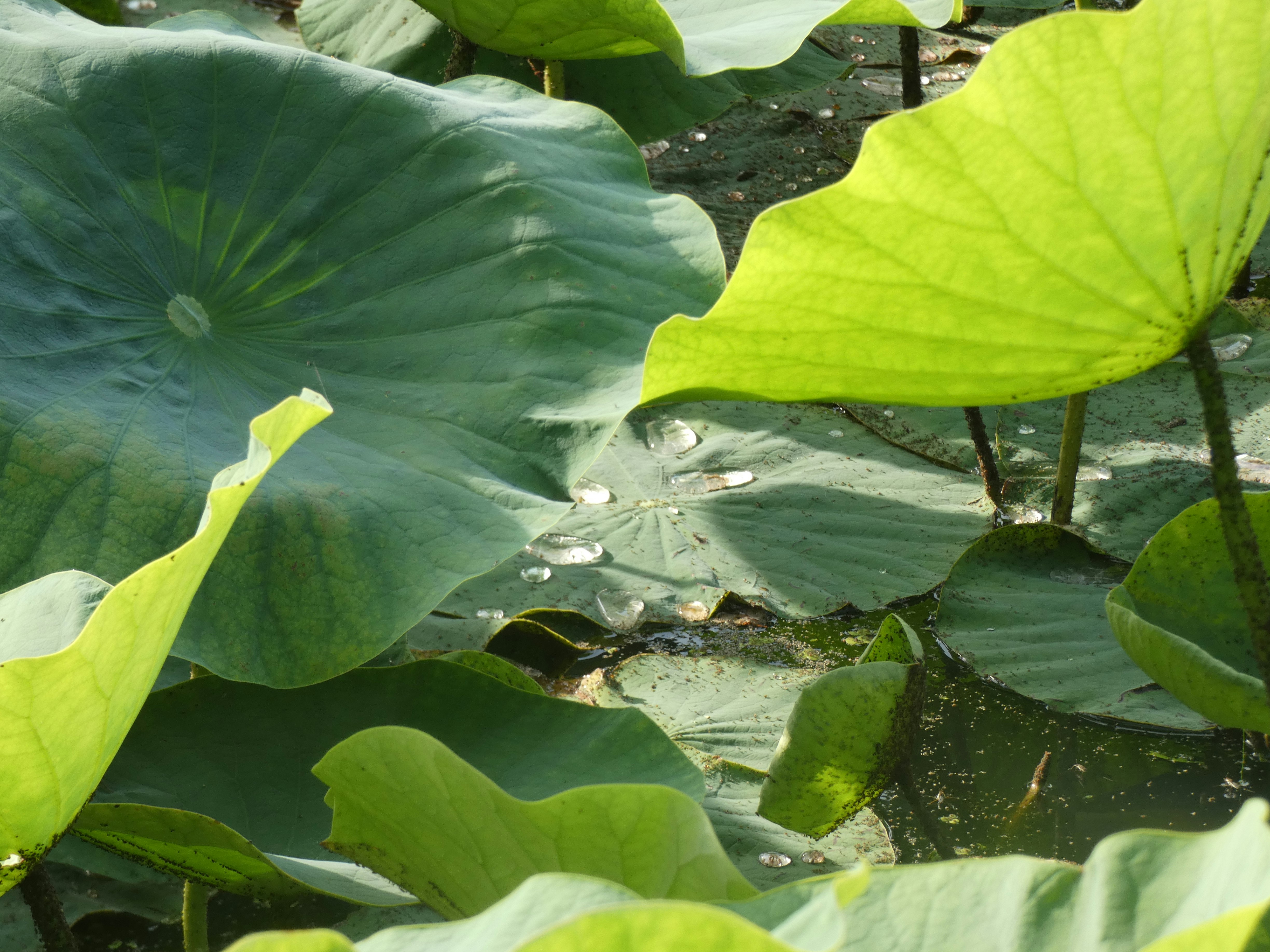 Green lotus leaves floating on the water surface