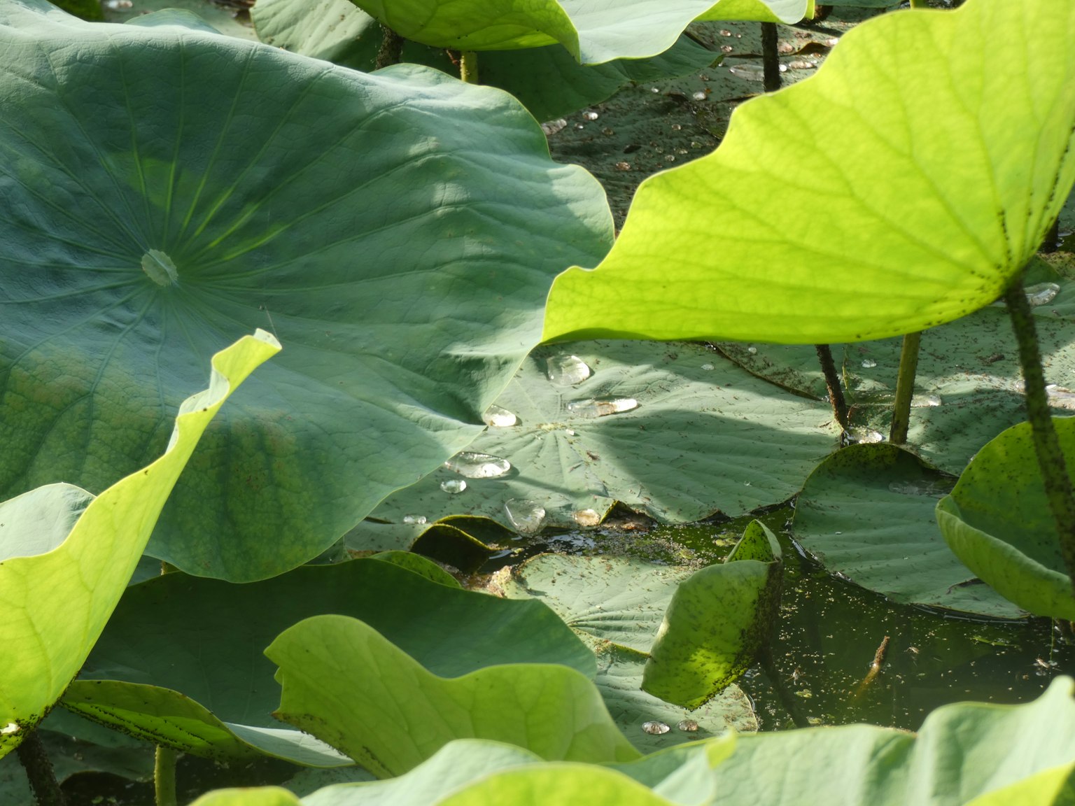 Green lotus leaves floating on the water surface
