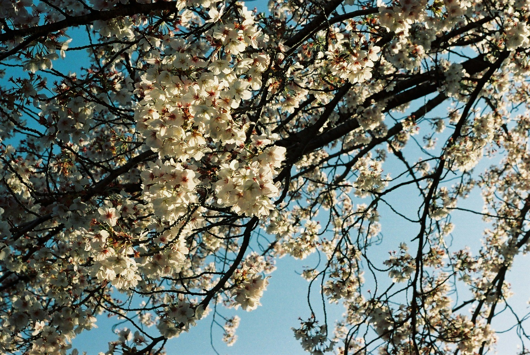 満開の桜の花が枝に咲く青空の下
