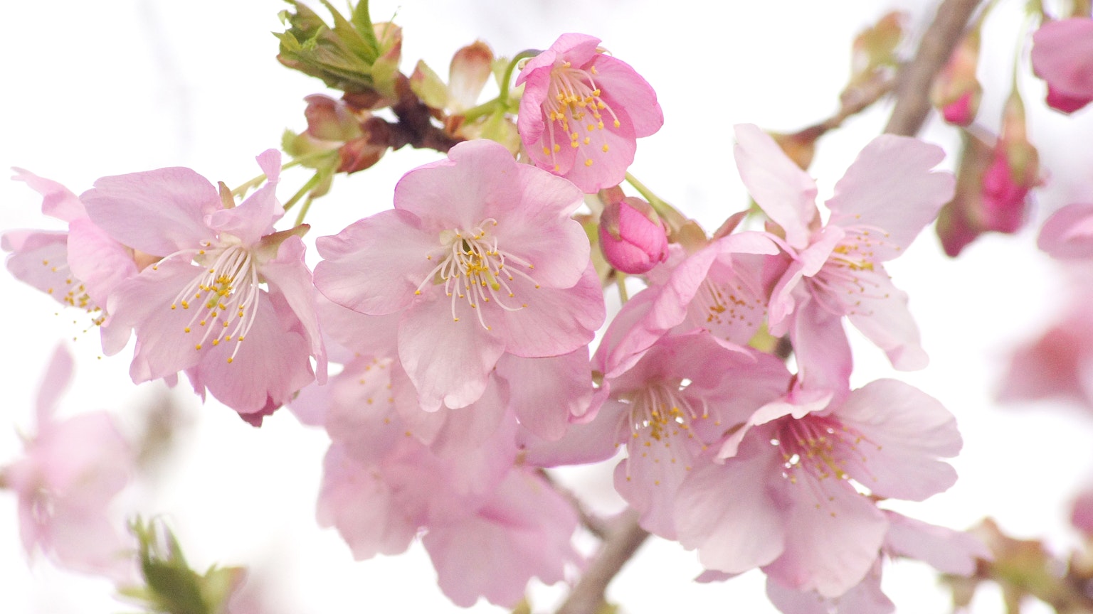 Bunga sakura mekar dengan warna pink lembut