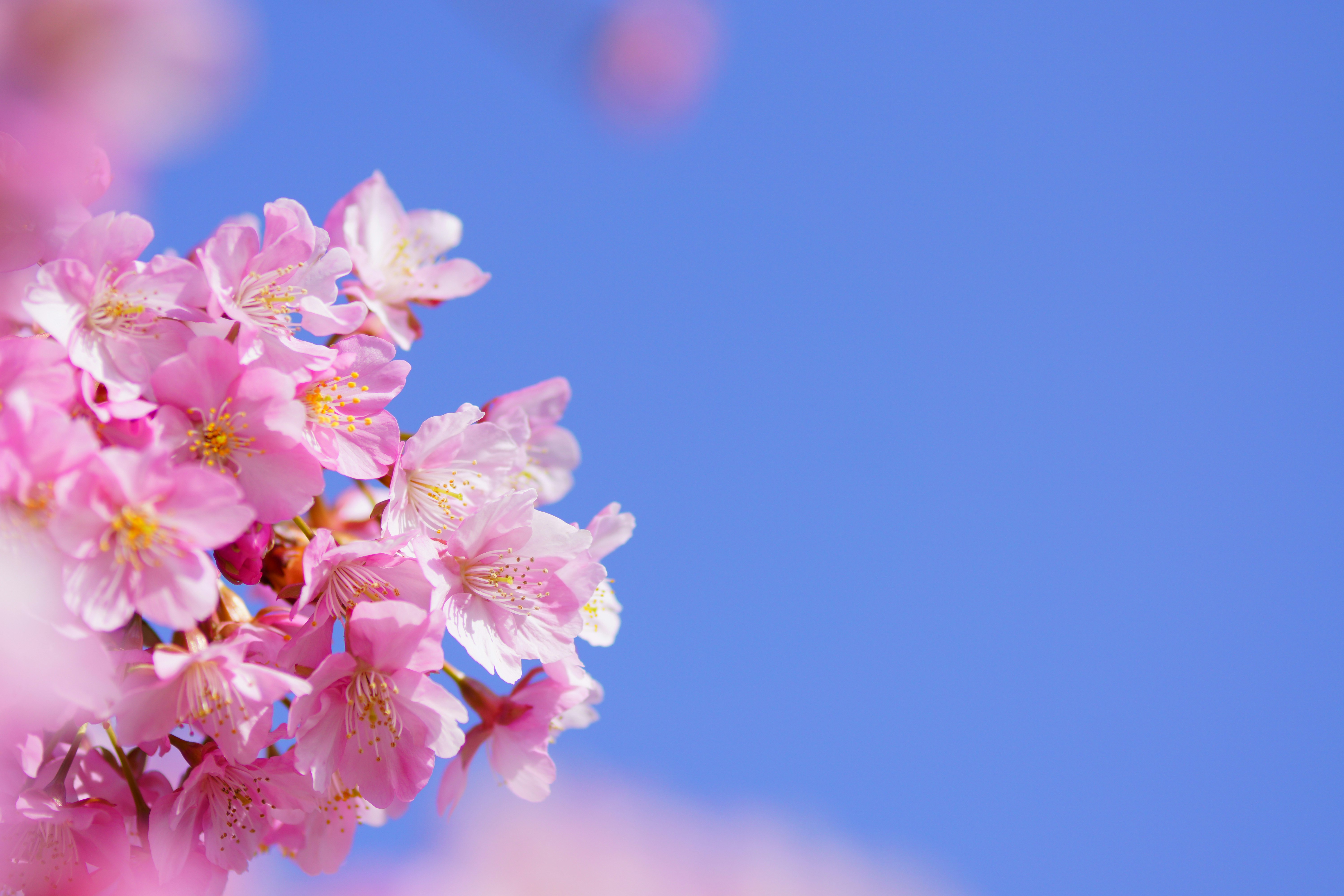 青空に映える桜の花のクローズアップ