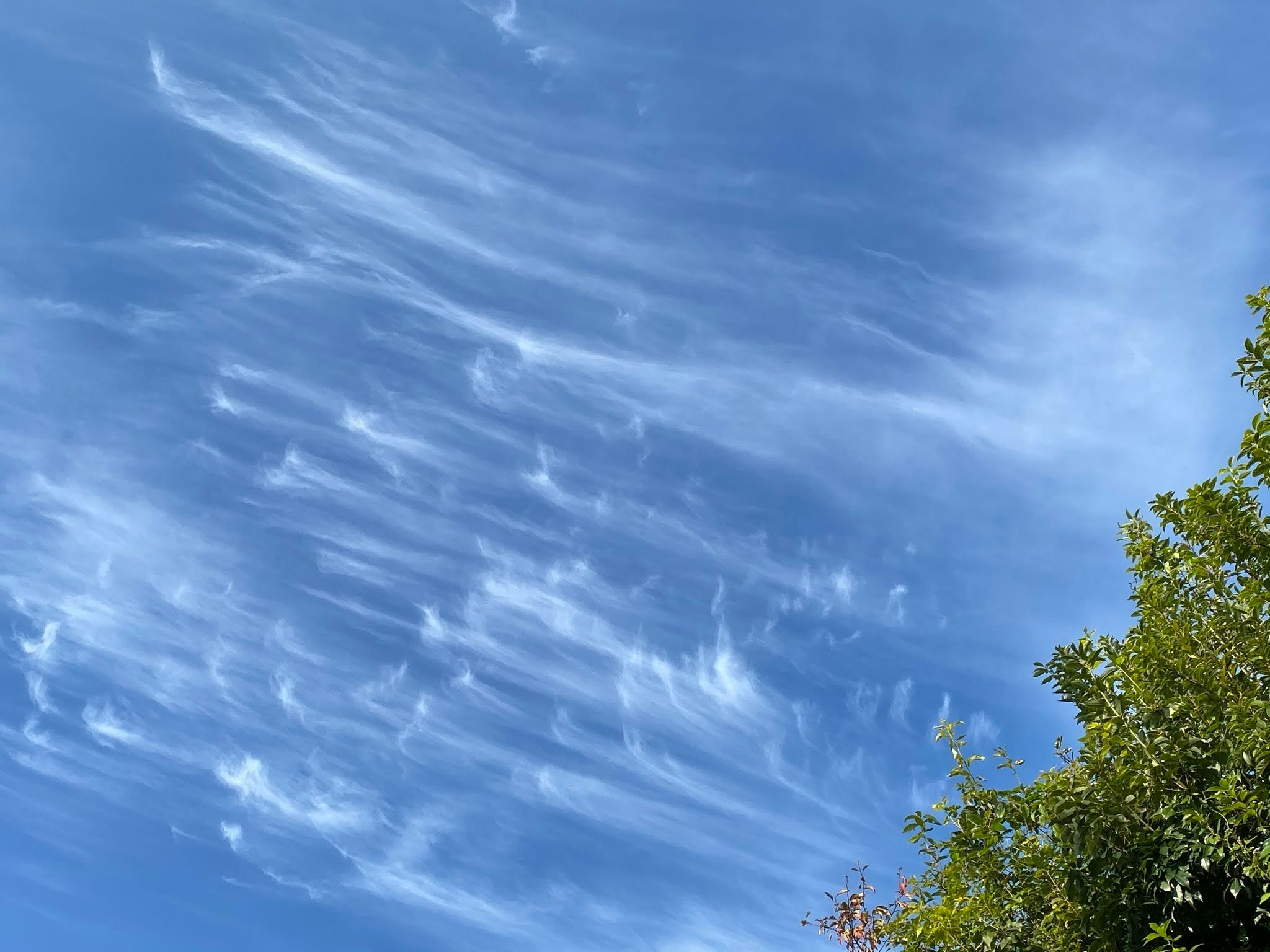 青空に広がるうろこ雲と木々の先端