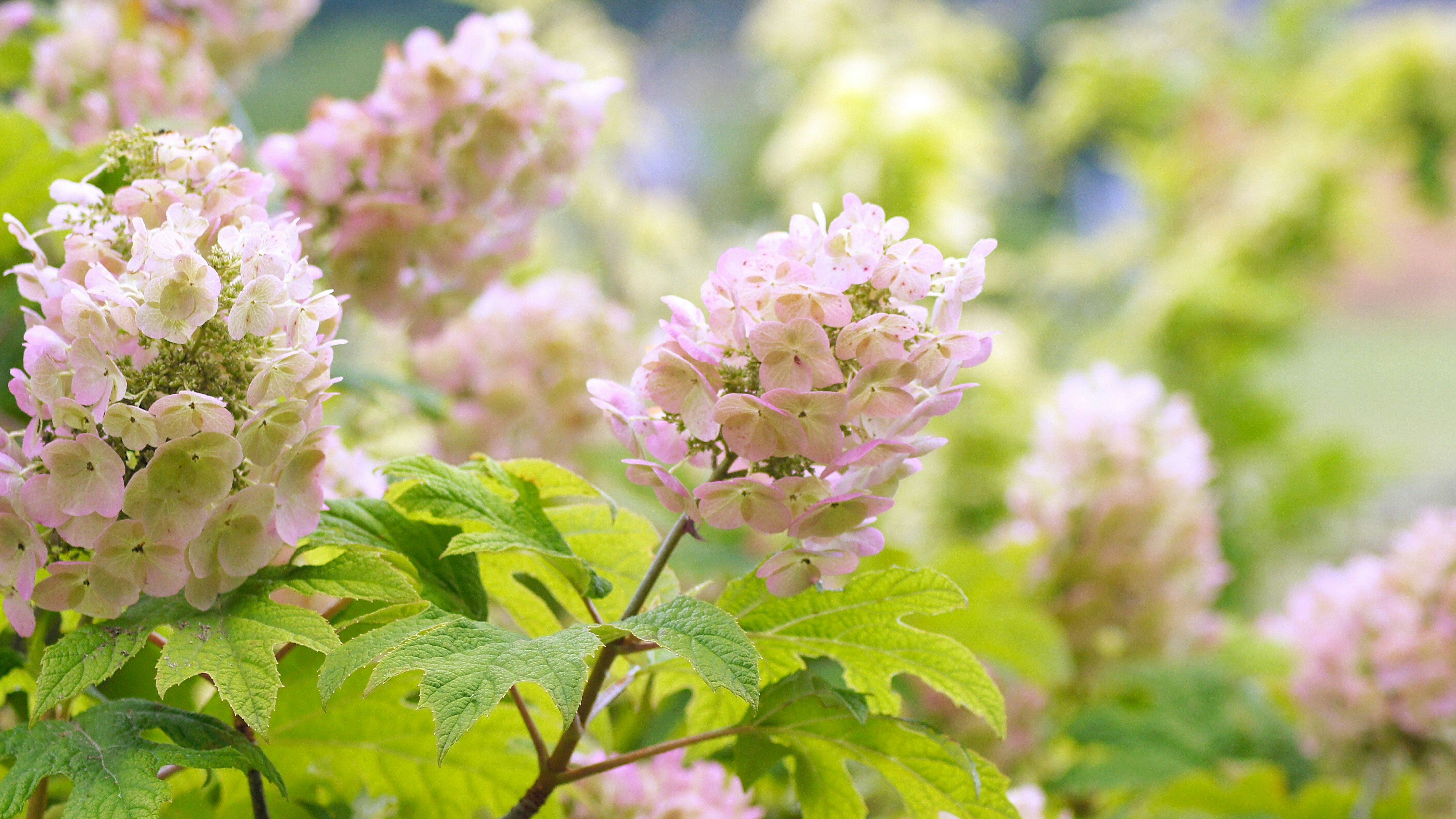 桜色の柏葉紫陽花の花と葉が並ぶ庭の風景