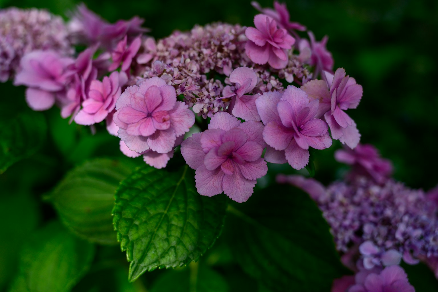 Primer plano de flores de hortensia en tonos rosas rodeadas de hojas verdes