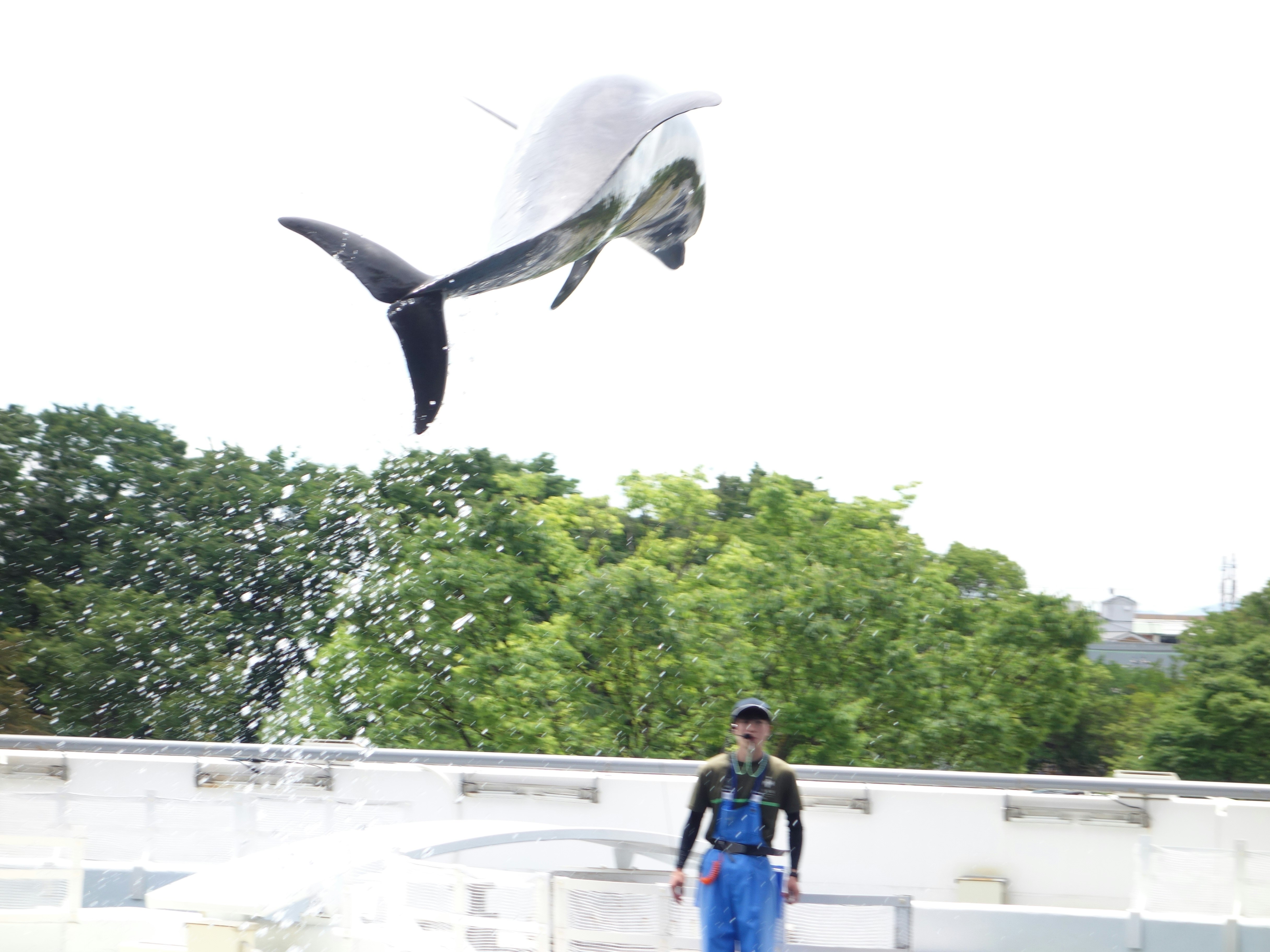 京都水族館のイルカショーでジャンプするイルカ