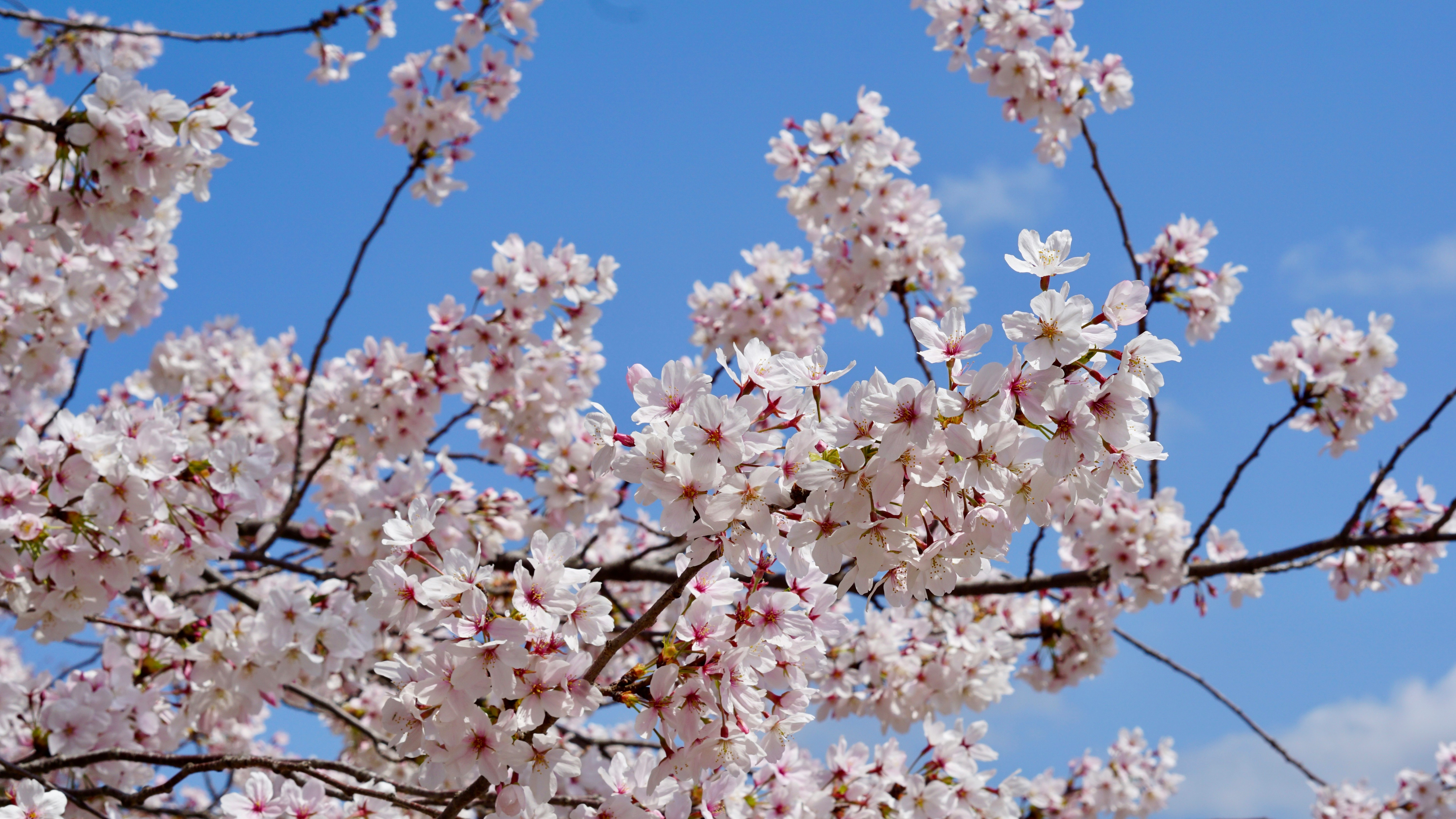 青空に咲く桜の花枝