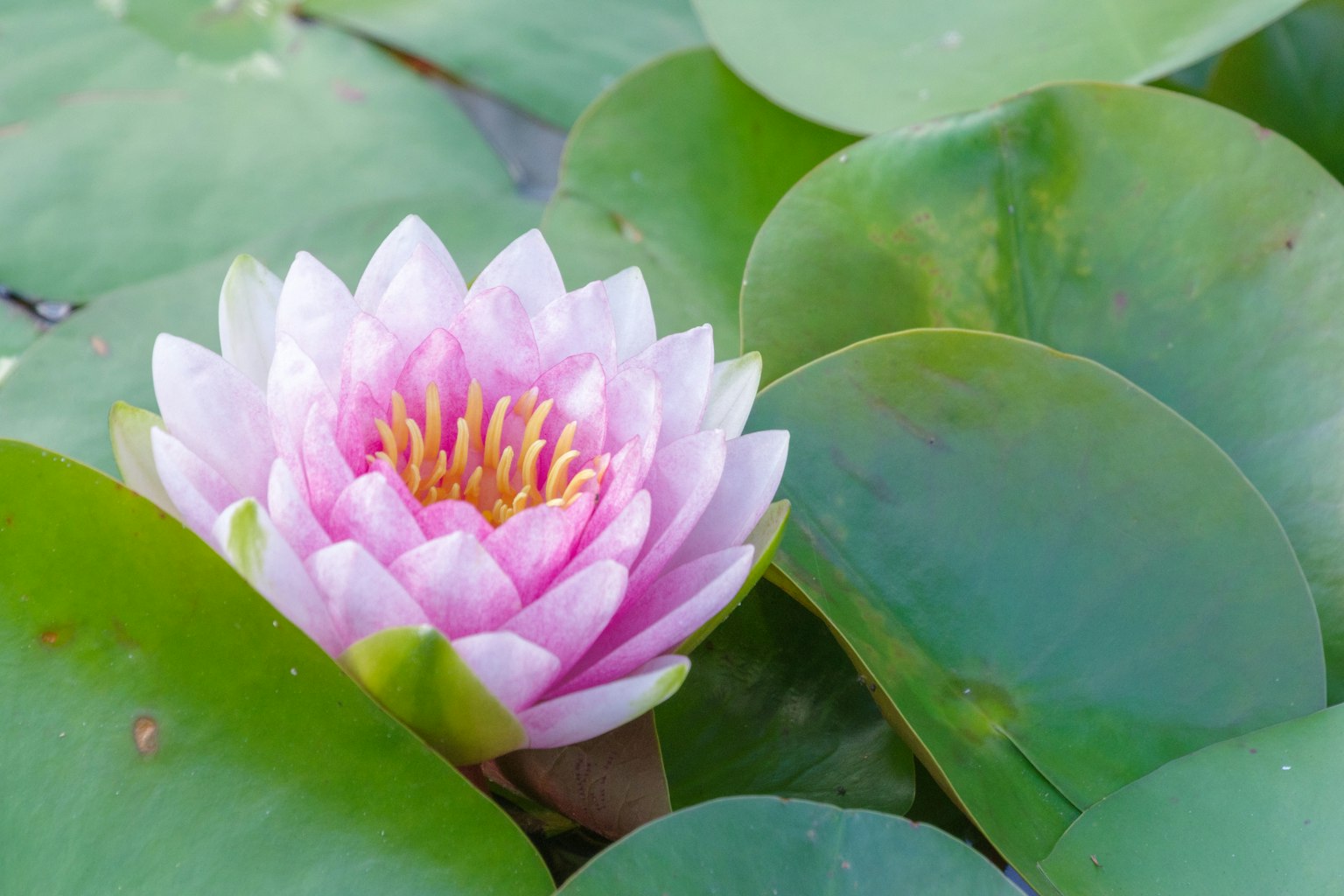Una hermosa flor de loto rosa rodeada de hojas verdes