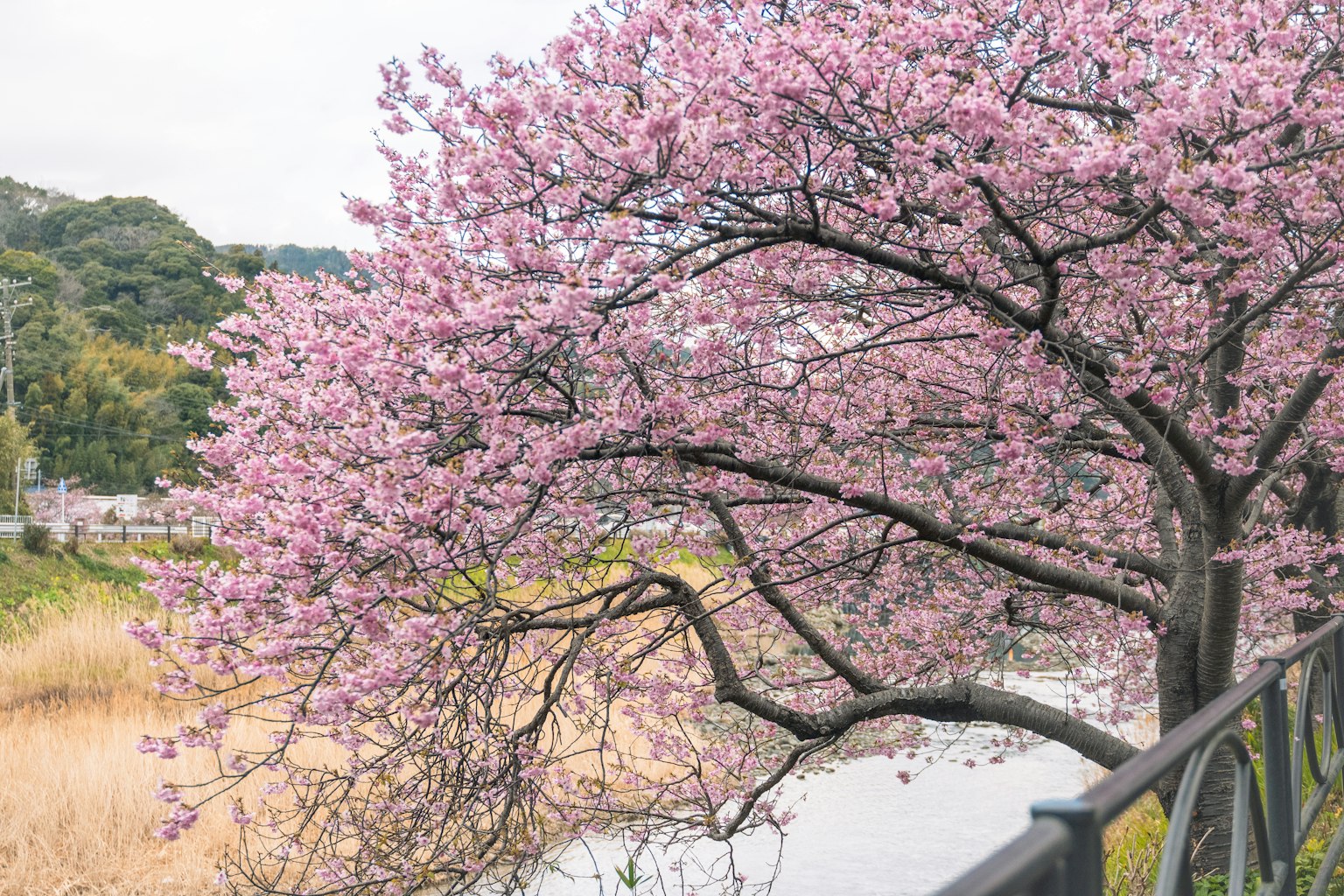 Bell'albero di ciliegio in fiore rosa vicino a un fiume