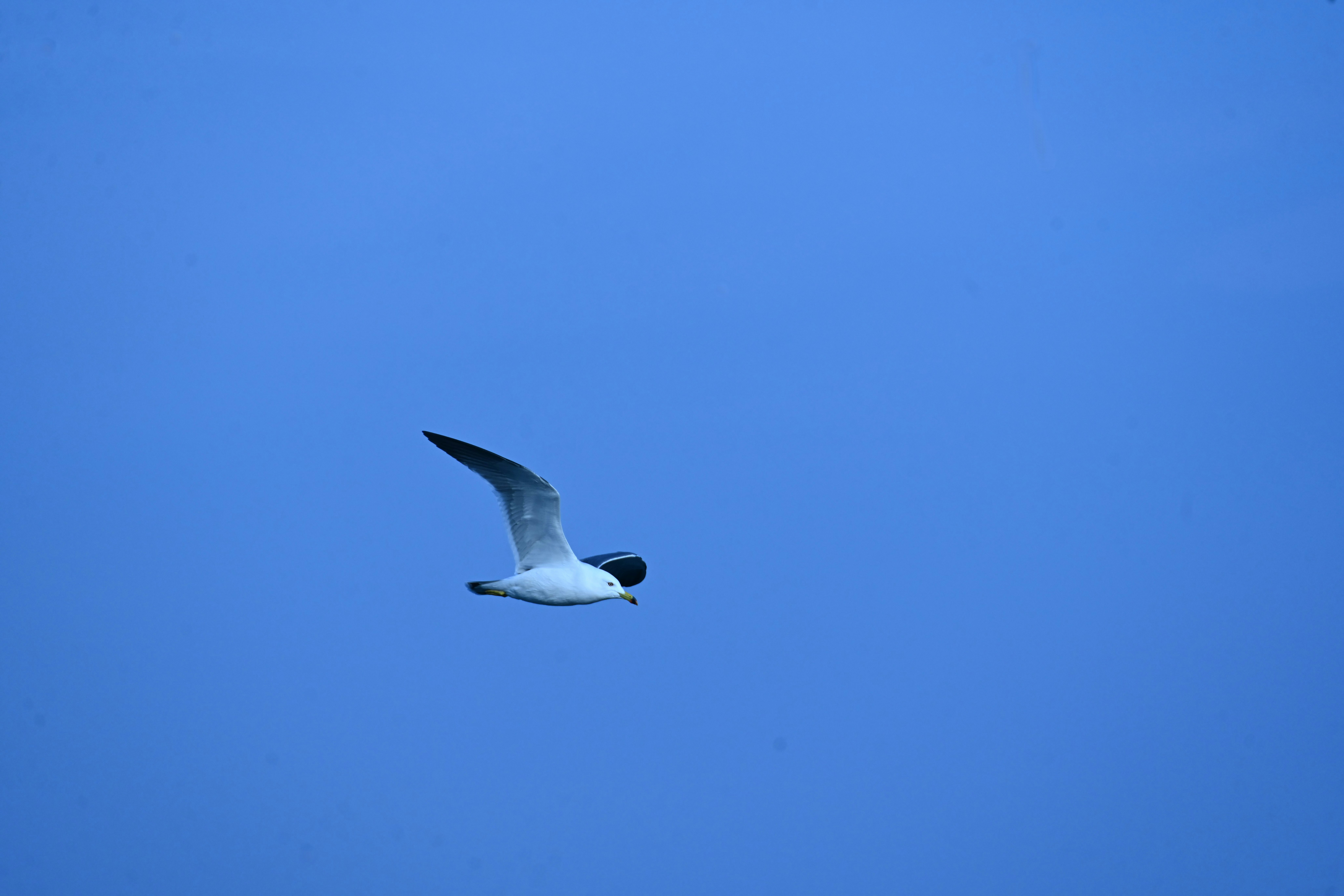 青空を飛ぶウミネコ