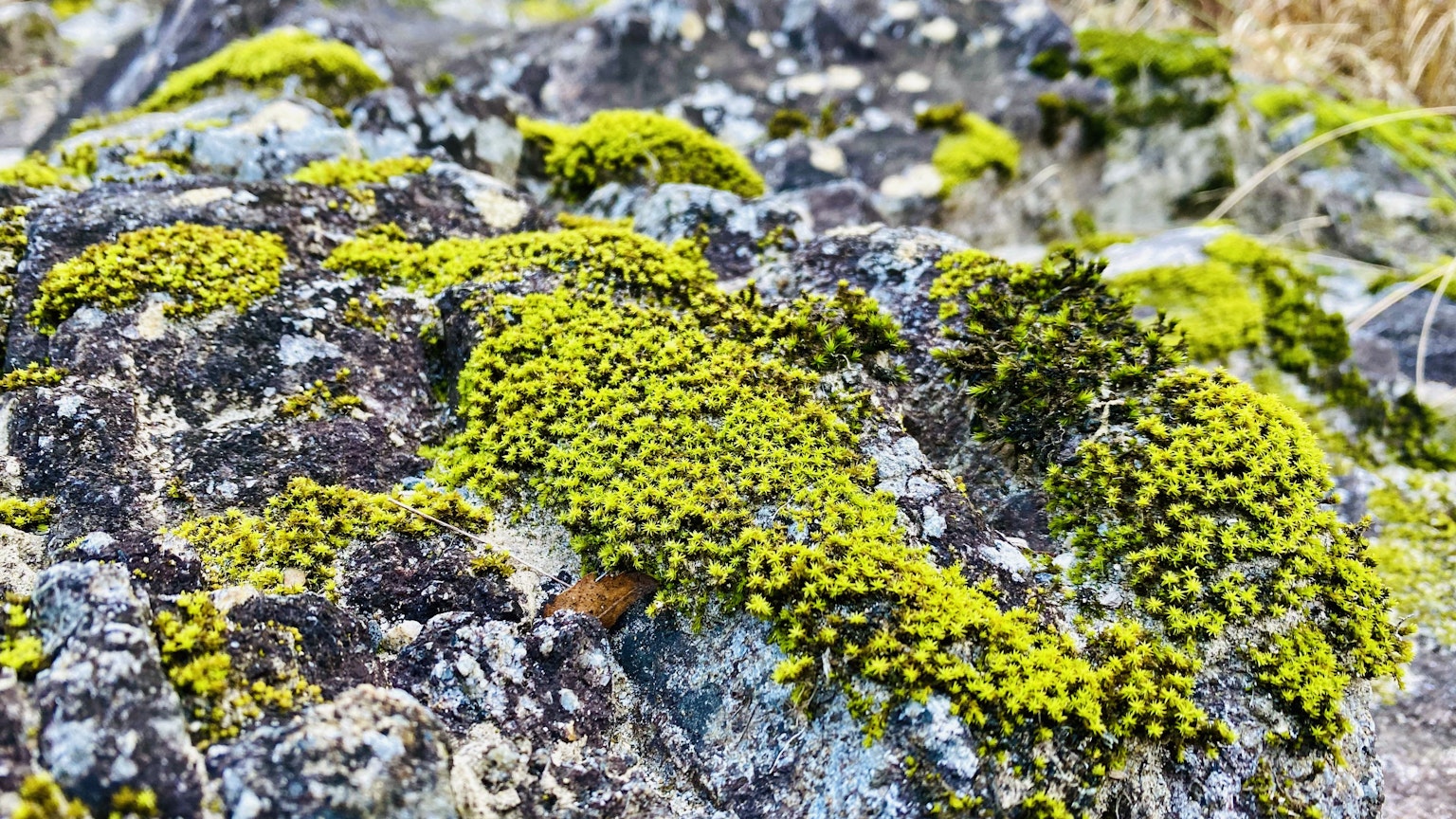 岩石上生长的绿色苔藓特写