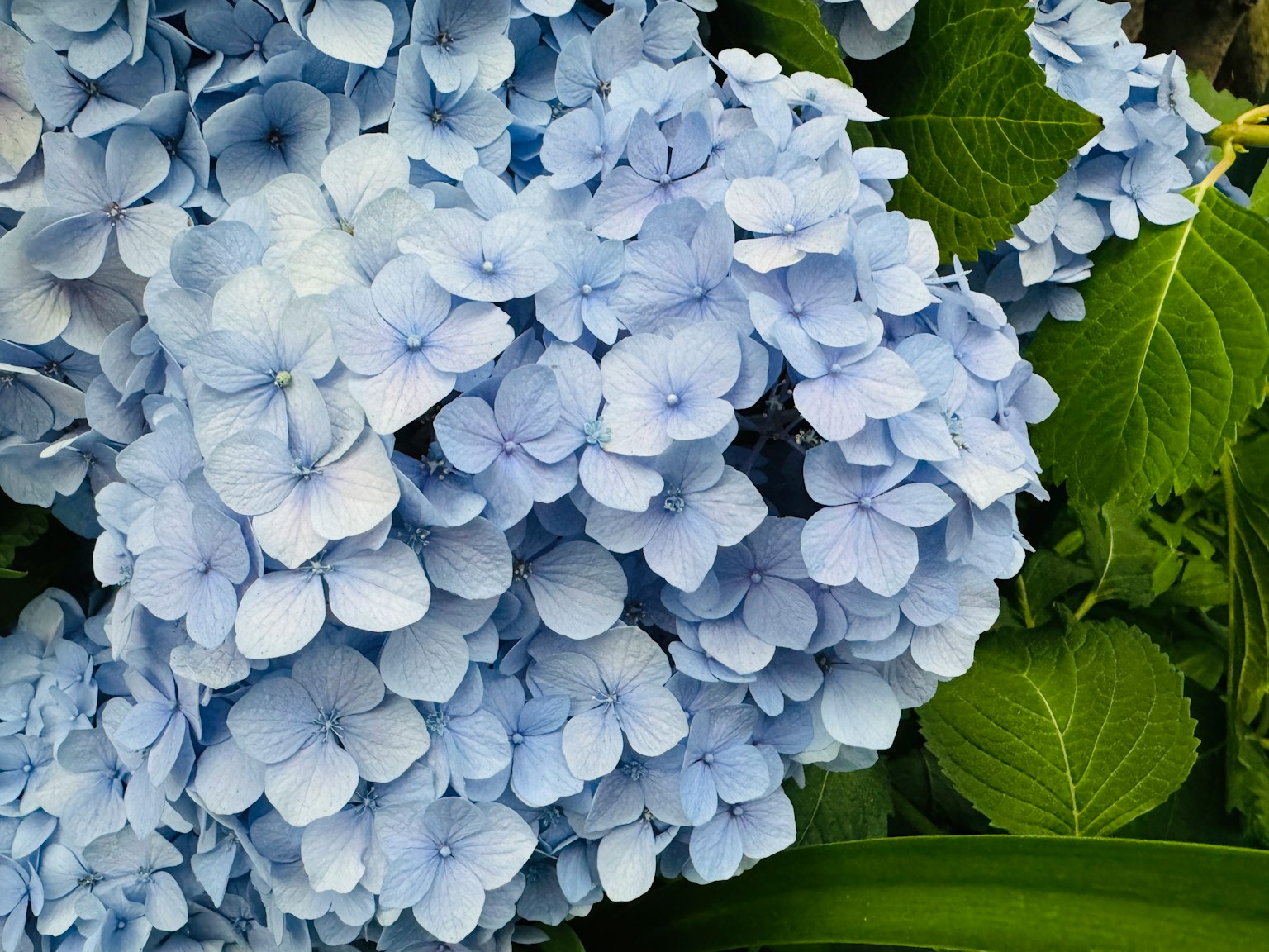 Büschel von hellblauen Hortensienblüten umgeben von grünen Blättern