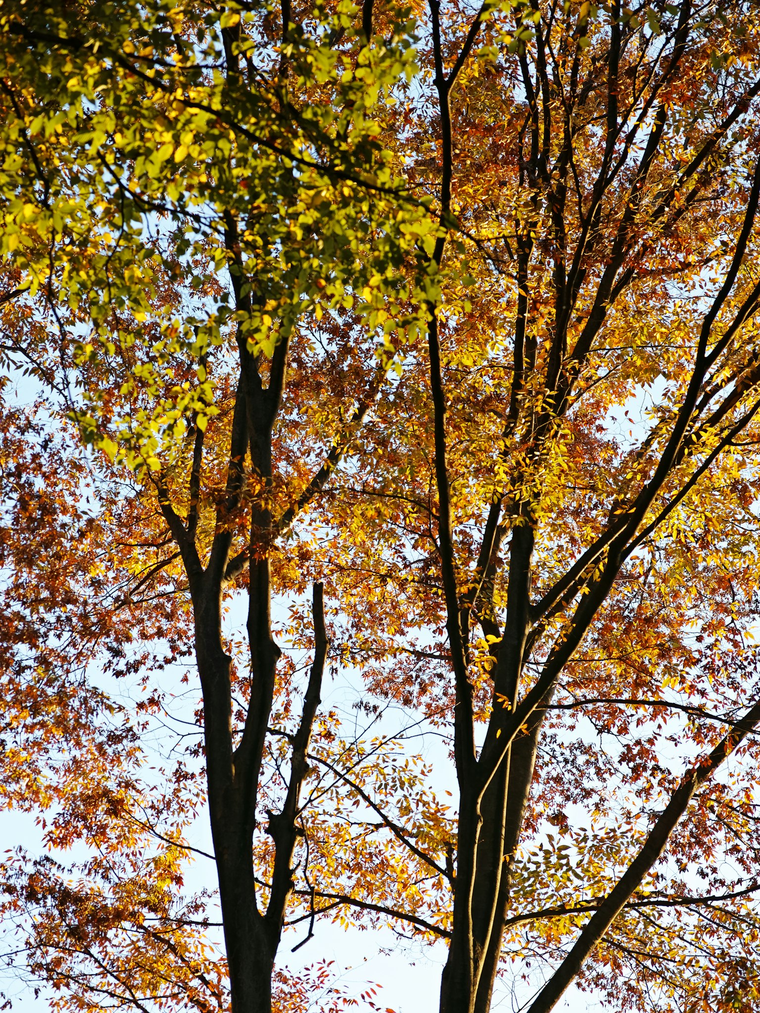 秋天五彩斑斓的树木照片