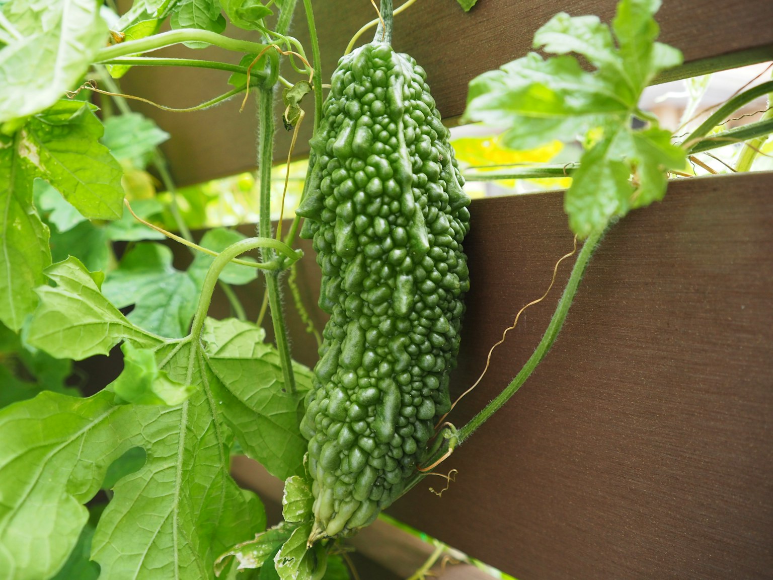 Melone amaro verde appeso tra le foglie