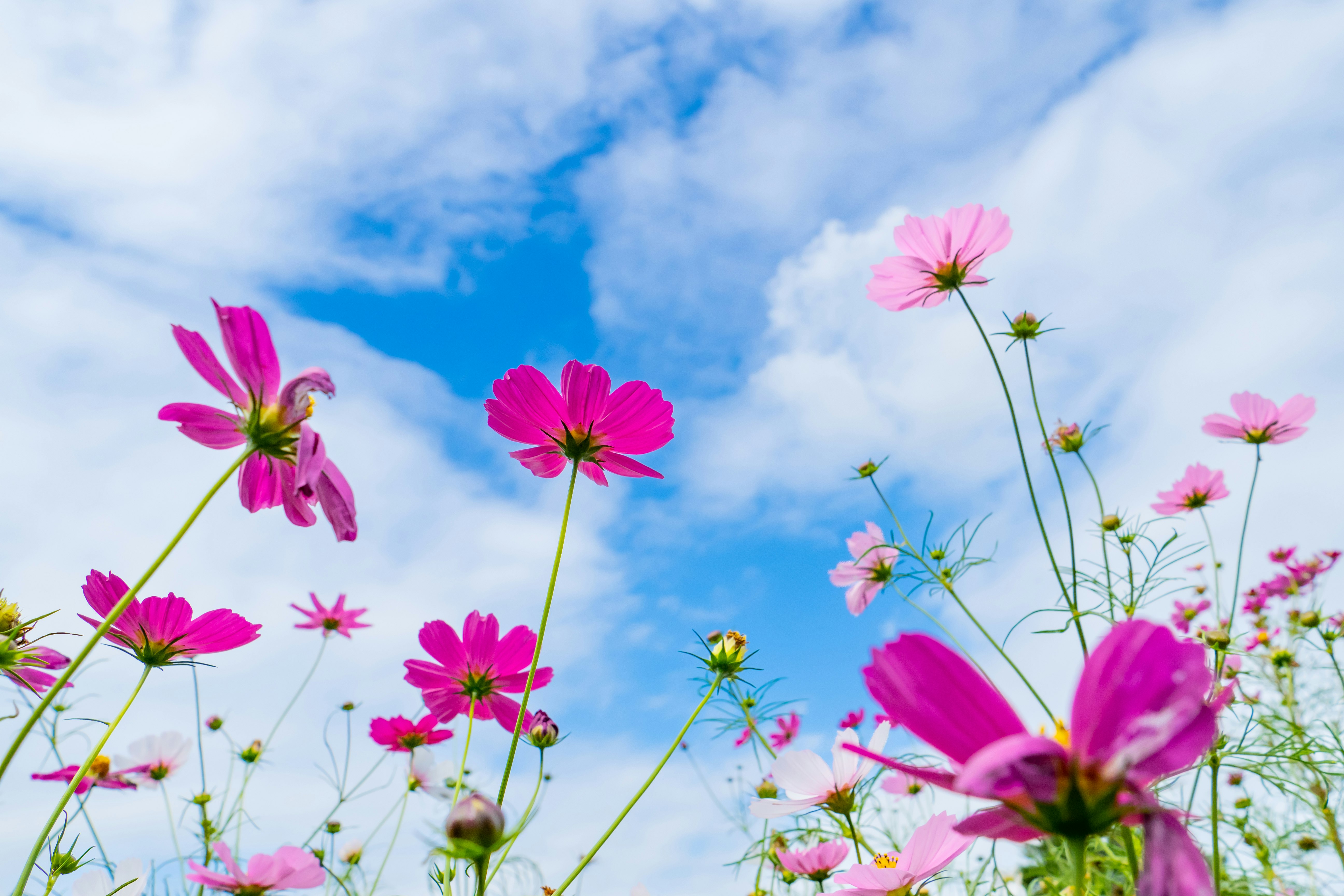 青空の下で咲くピンクのコスモスの花畑