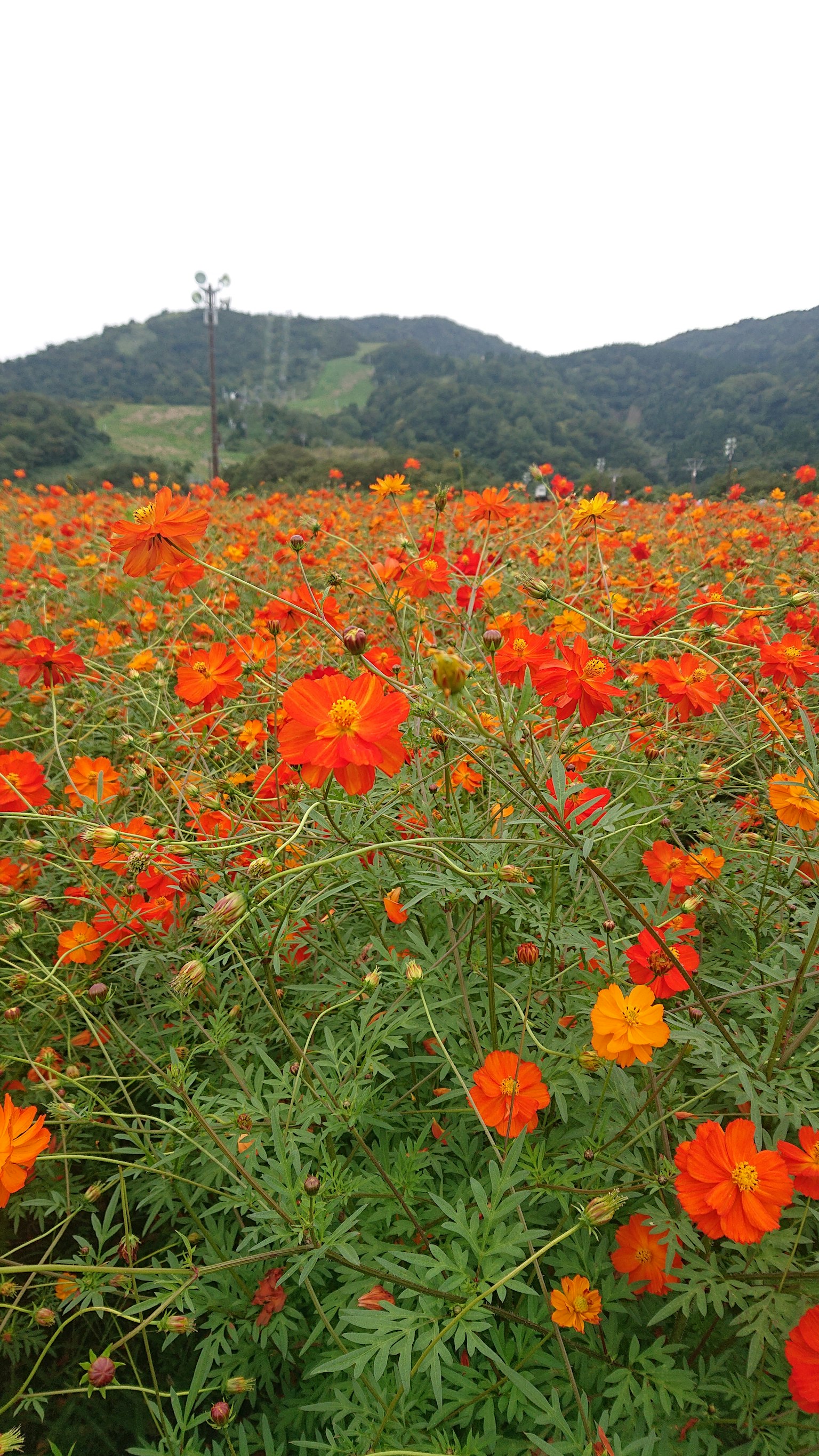 Weites Feld mit lebhaften orangefarbenen Blumen und grünen Hügeln im Hintergrund