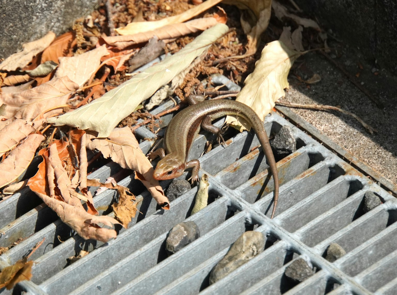Eine goldene Eidechse auf einem grauen Abfluss umgeben von verstreuten trockenen Blättern