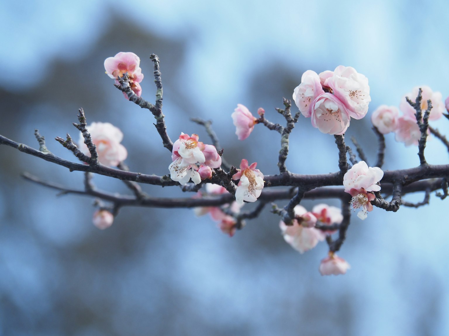 Close-up bunga sakura di cabang