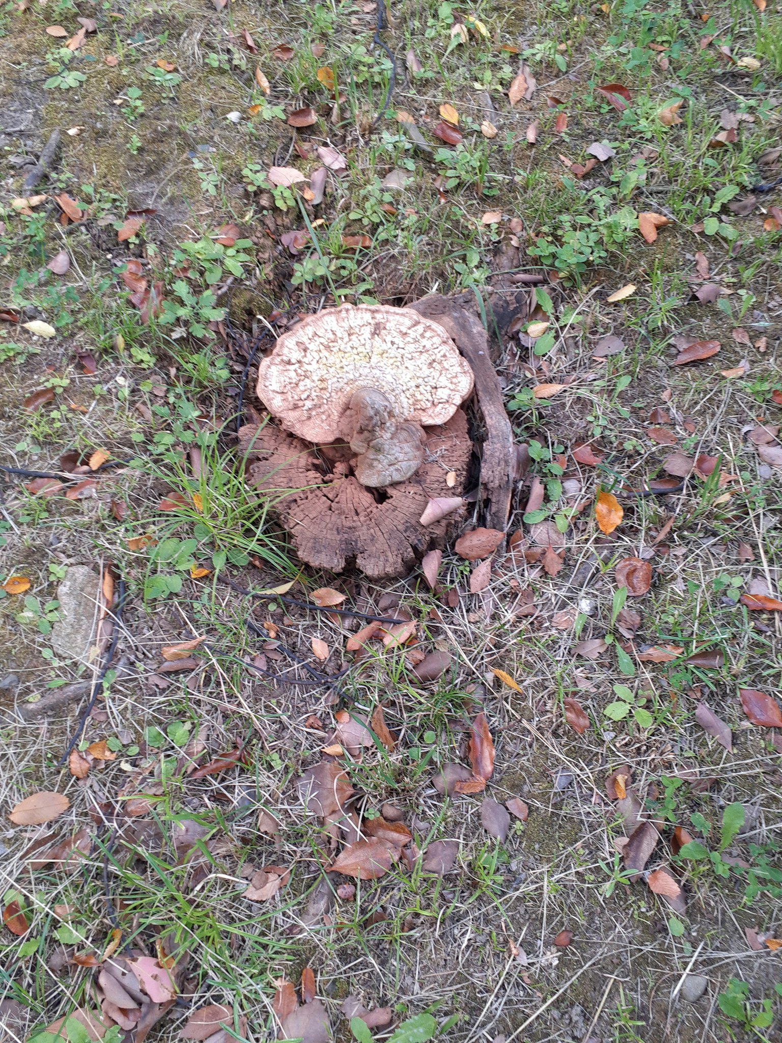 Grand champignon poussant sur le sol entouré d'herbe et de feuilles tombées