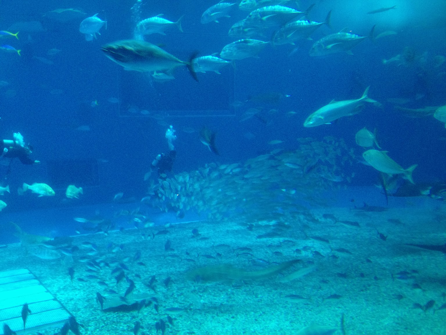 Pemandangan akuarium dengan berbagai ikan berenang di air biru