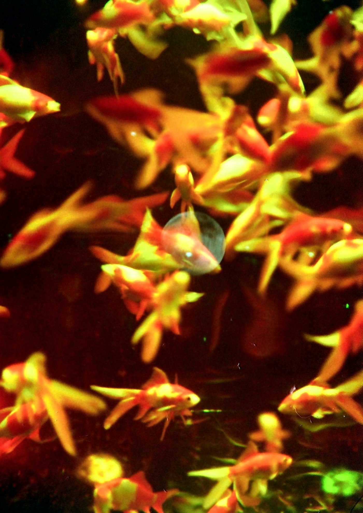 東京のアートアクアリウムで泳ぐ金魚の群れ