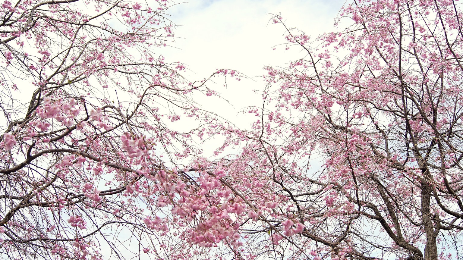 Árboles de cerezo con flores rosadas contra un cielo brillante