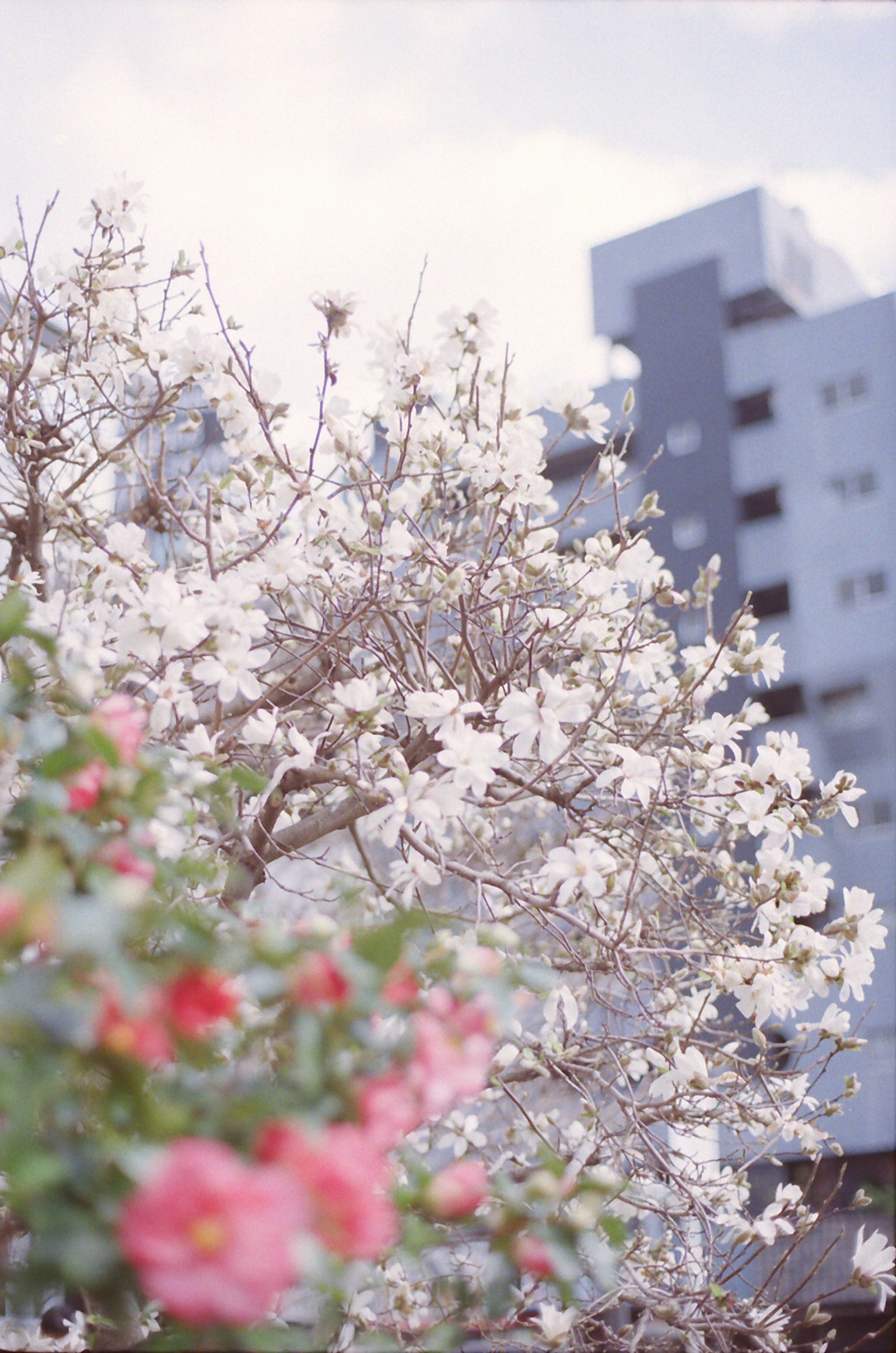 Une scène avec un arbre à fleurs blanches et des fleurs roses avec des bâtiments en arrière-plan
