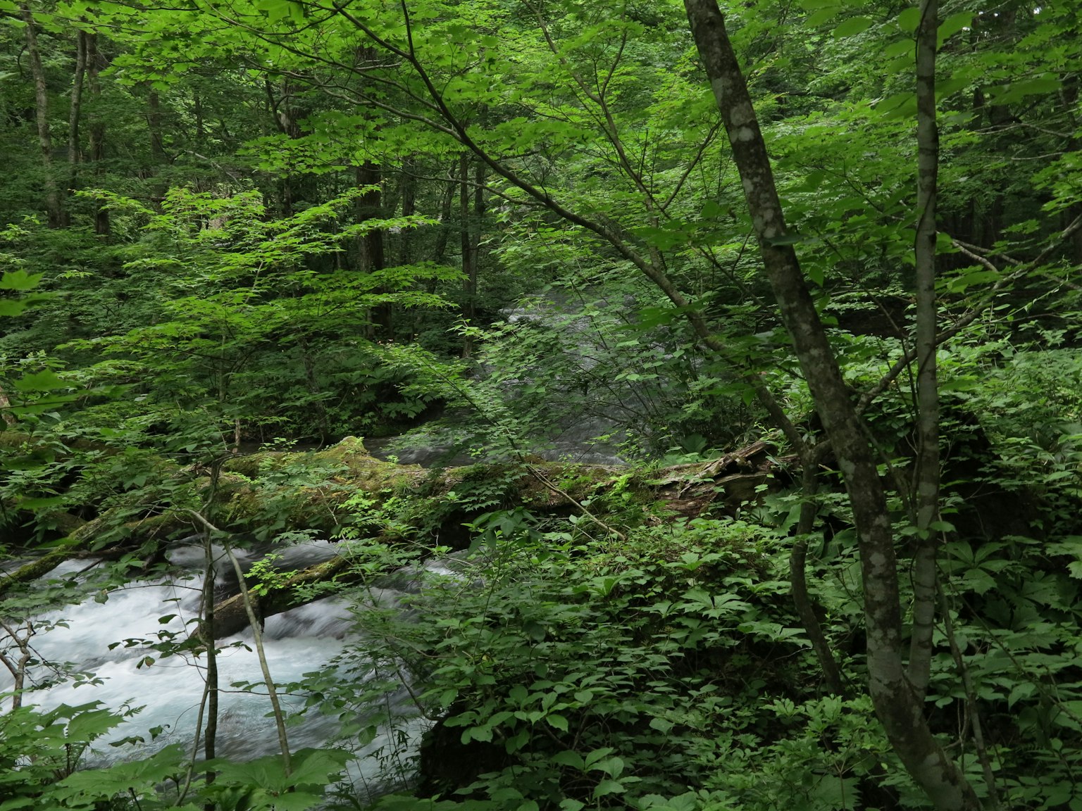 Eine malerische Ansicht eines Baches, der durch einen üppigen grünen Wald fließt