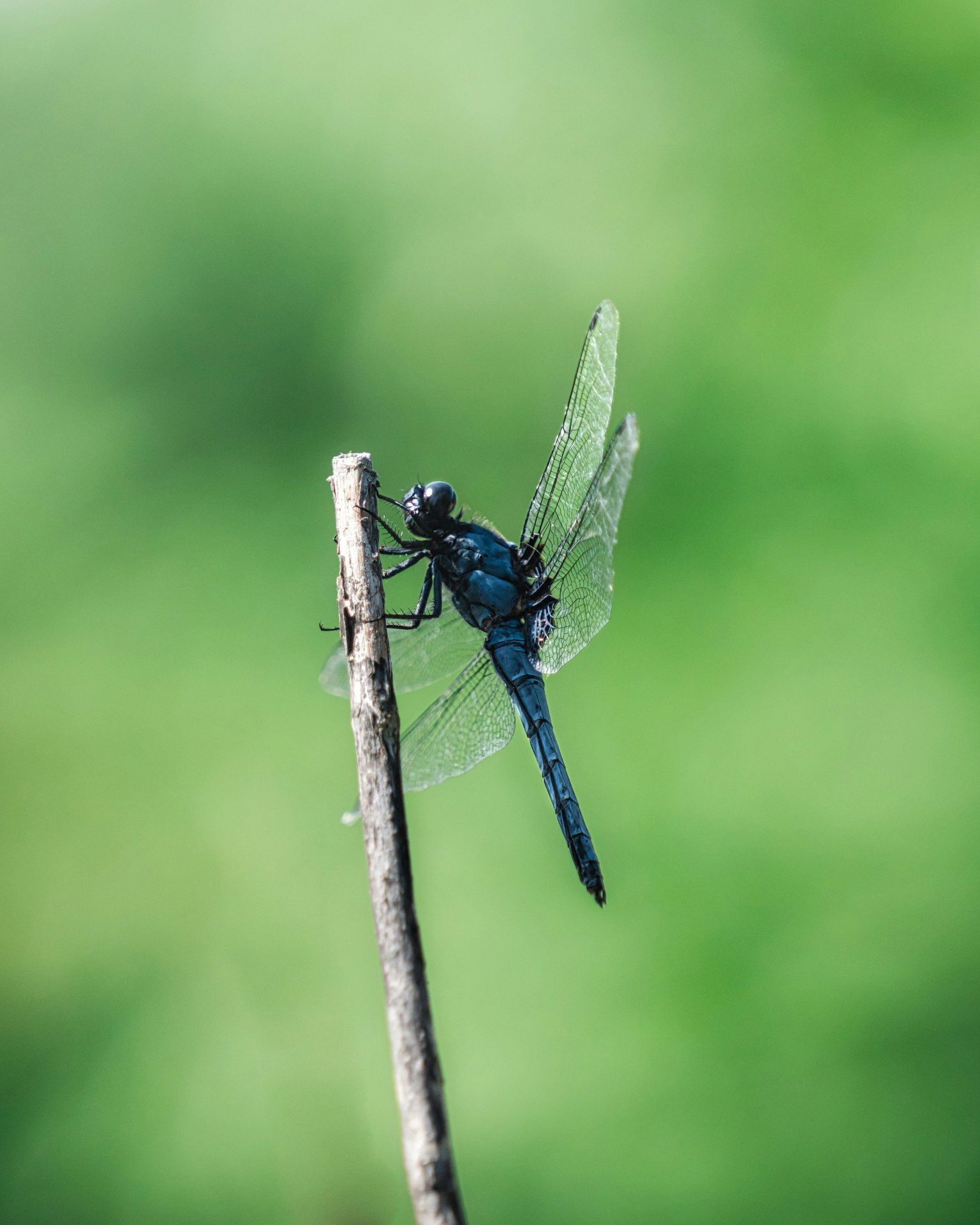 A blue dragonfly perched on a twig with a blurred green background