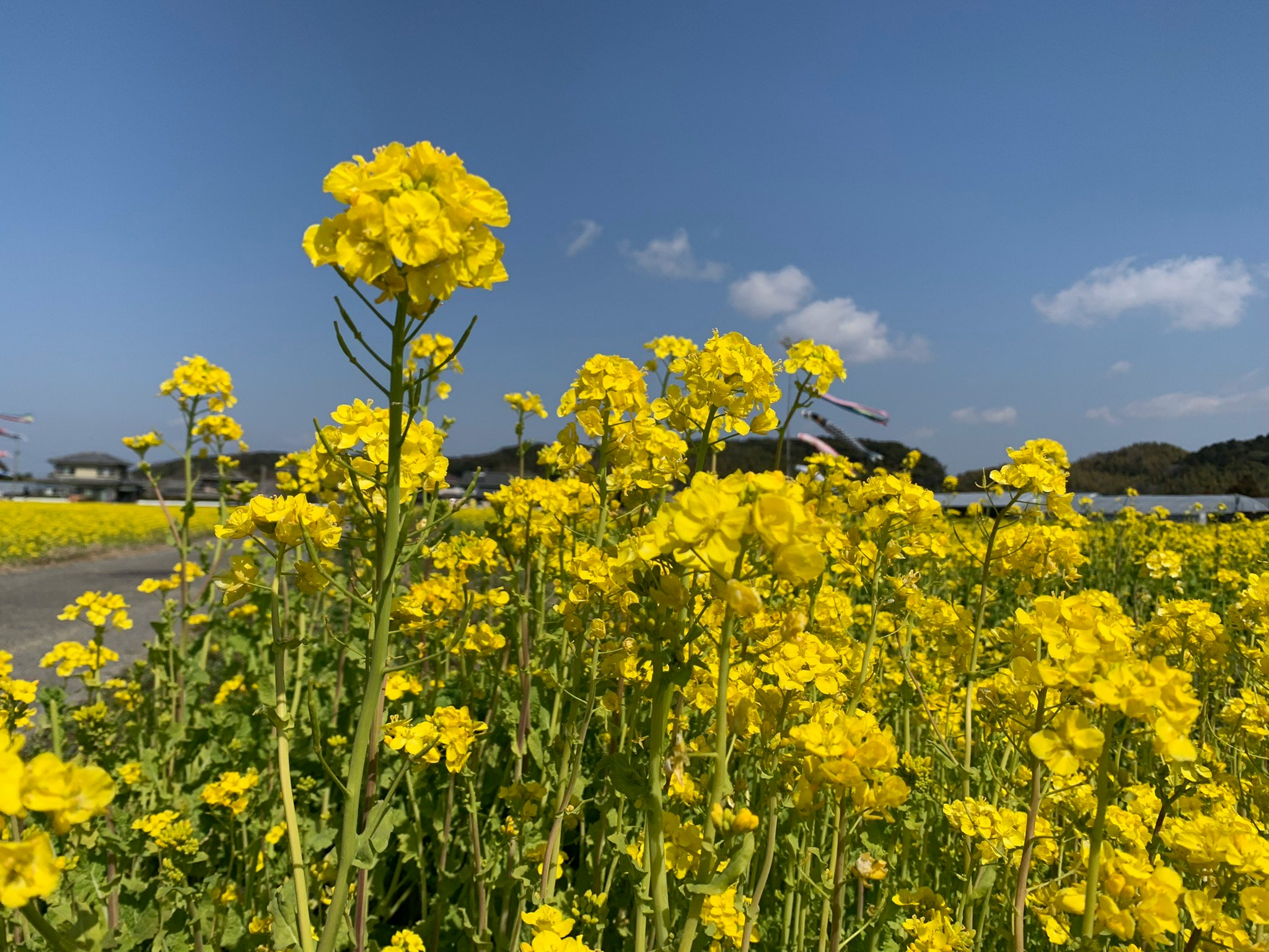 菜の花畑の黄色い花と青空