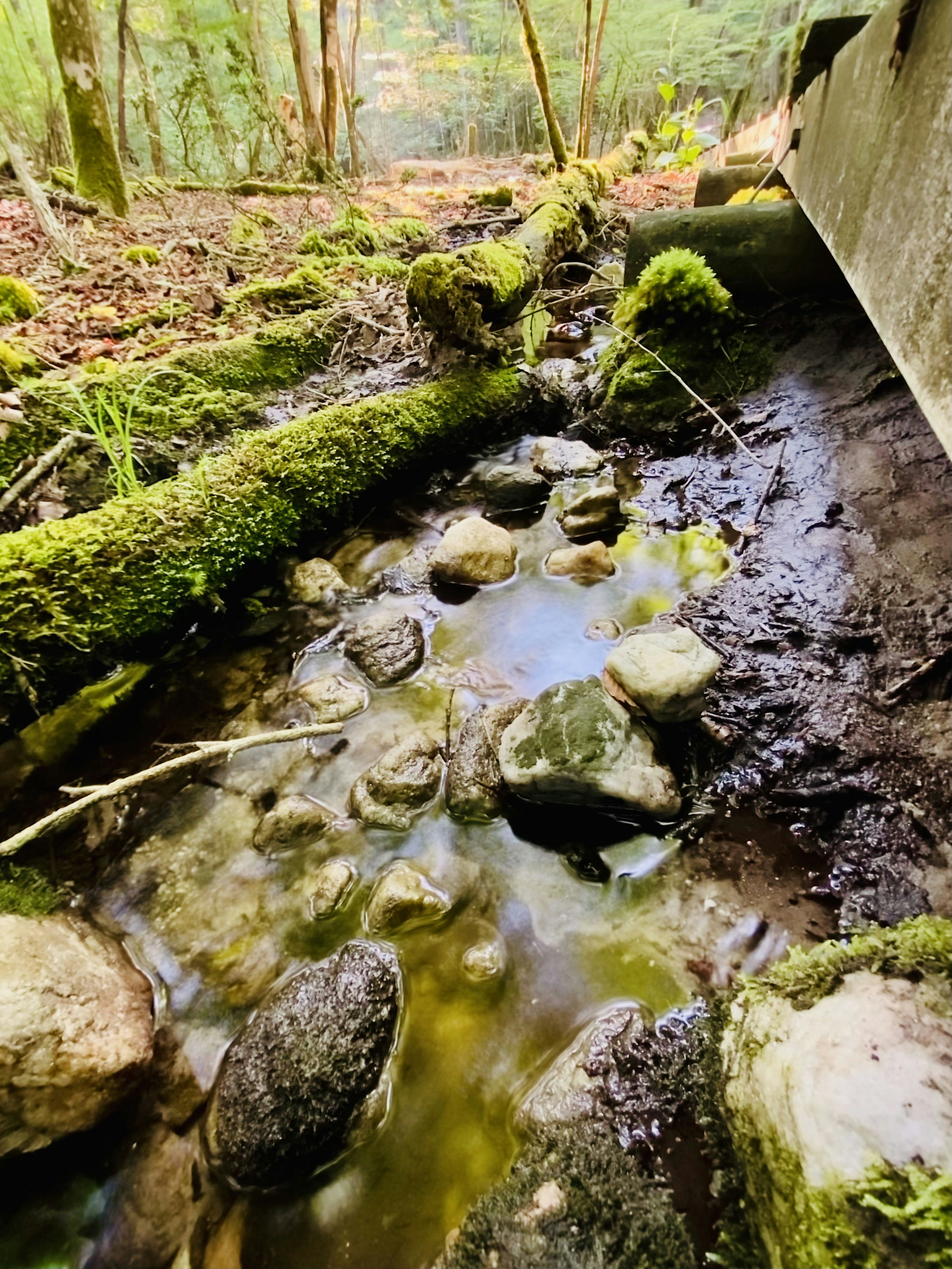 Arroyo cubierto de musgo y cauce rocoso en un valle boscoso