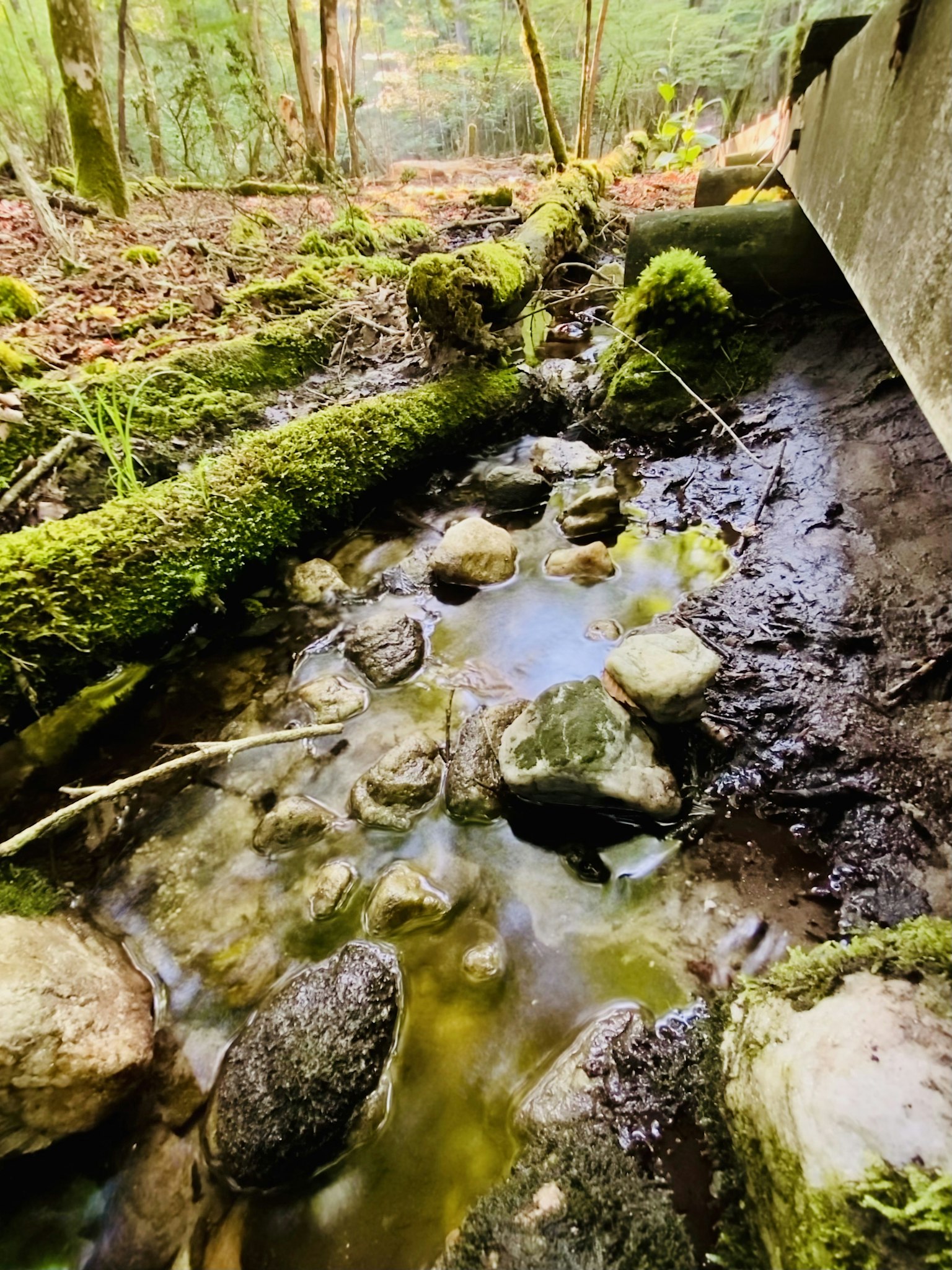 Un piccolo ruscello in una foresta lussureggiante con pietre coperte di muschio