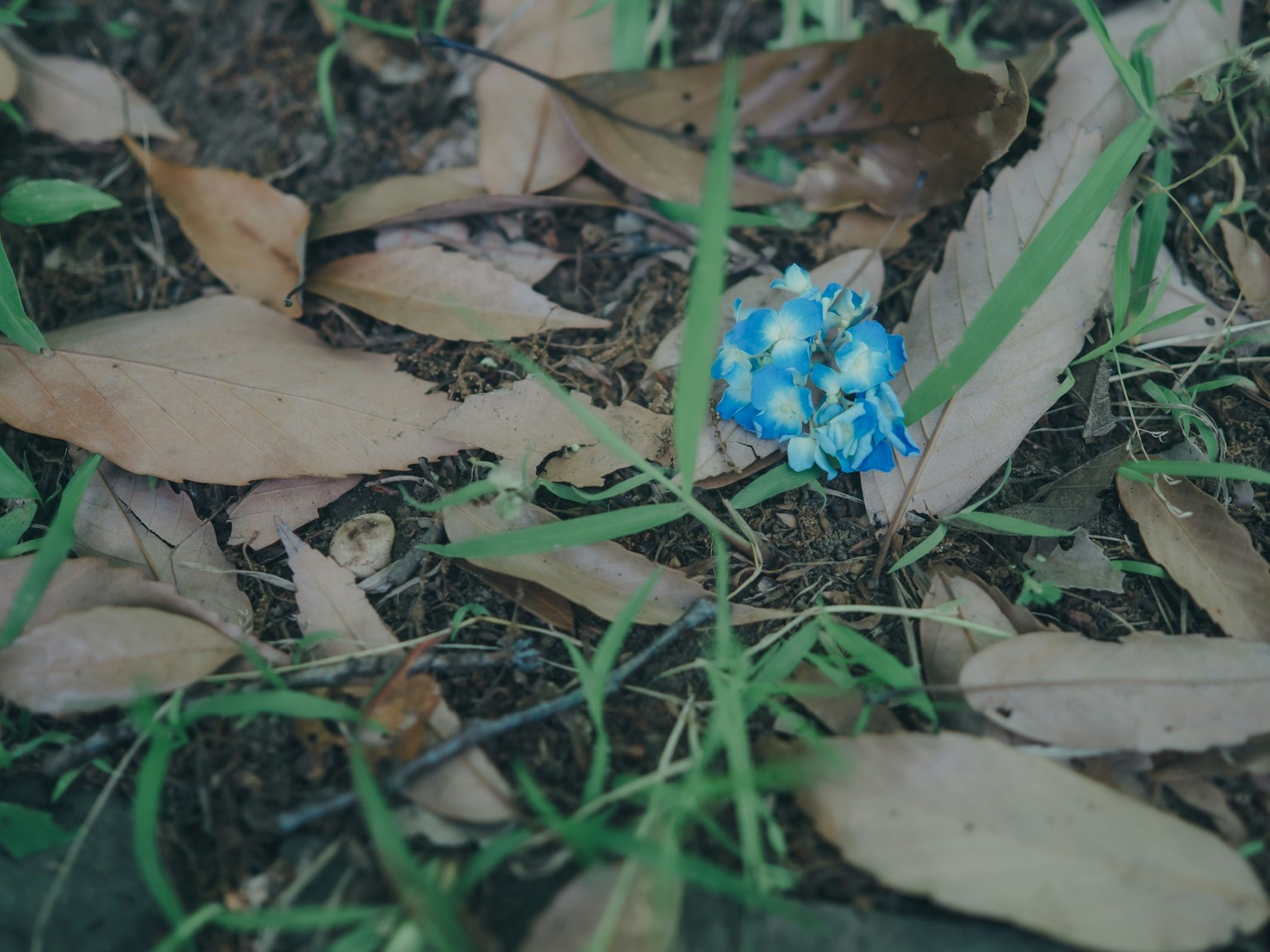 Una flor azul entre hojas caídas en el suelo