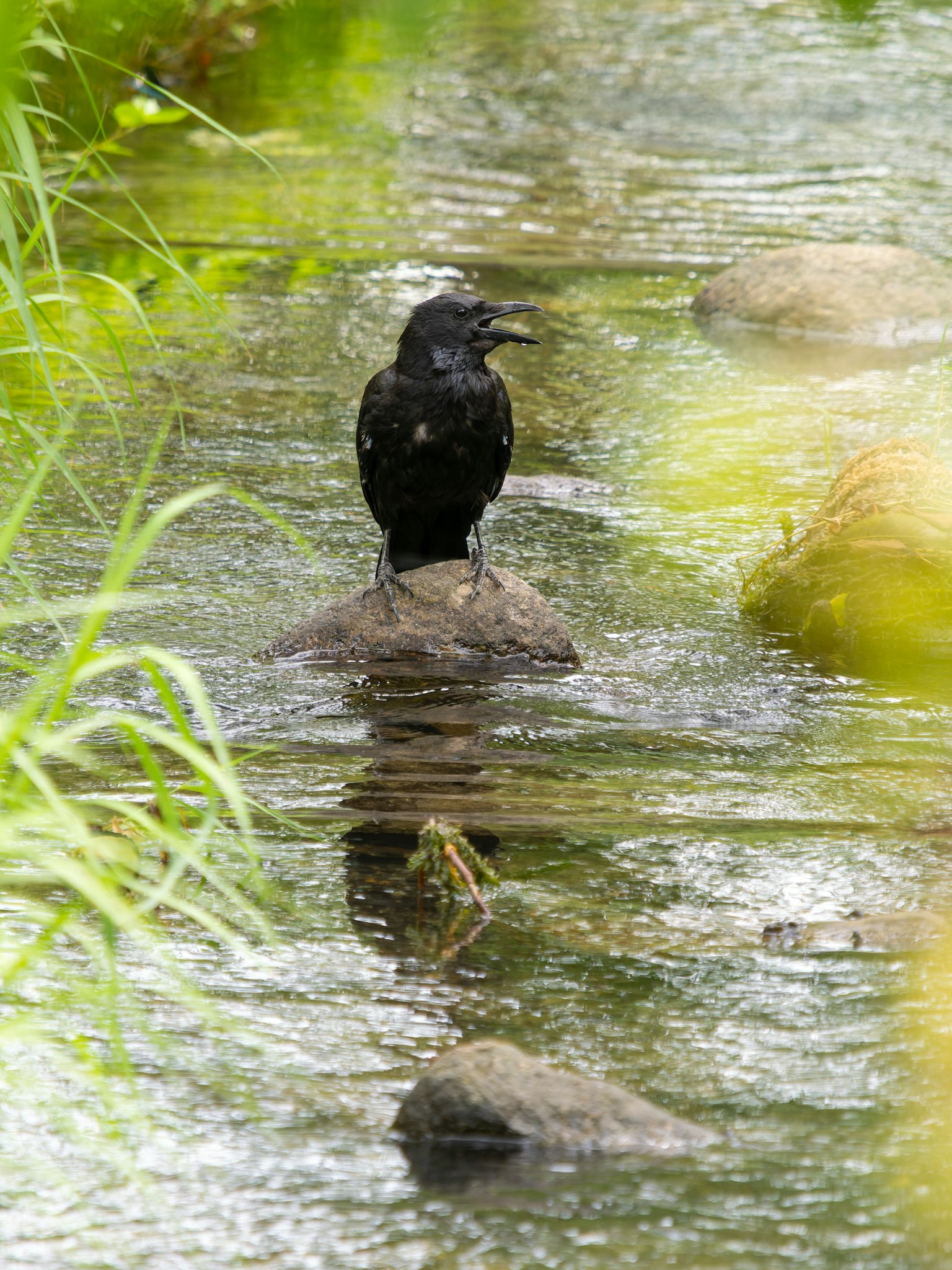 Un oiseau noir se tenant sur un rocher dans un ruisseau entouré d'herbe verte et de reflets d'eau