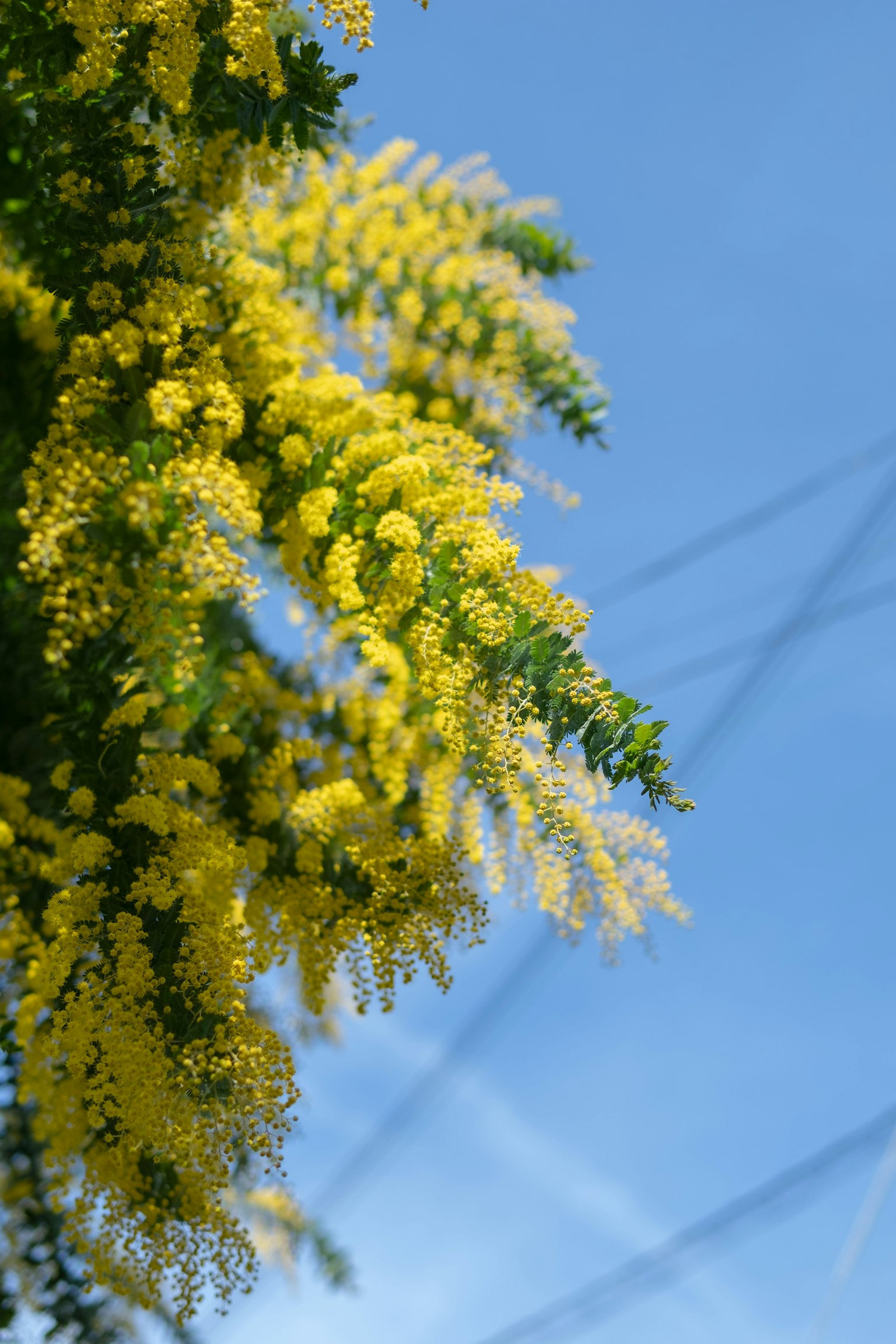 Un grappolo di fiori gialli di mimosa contro un cielo blu