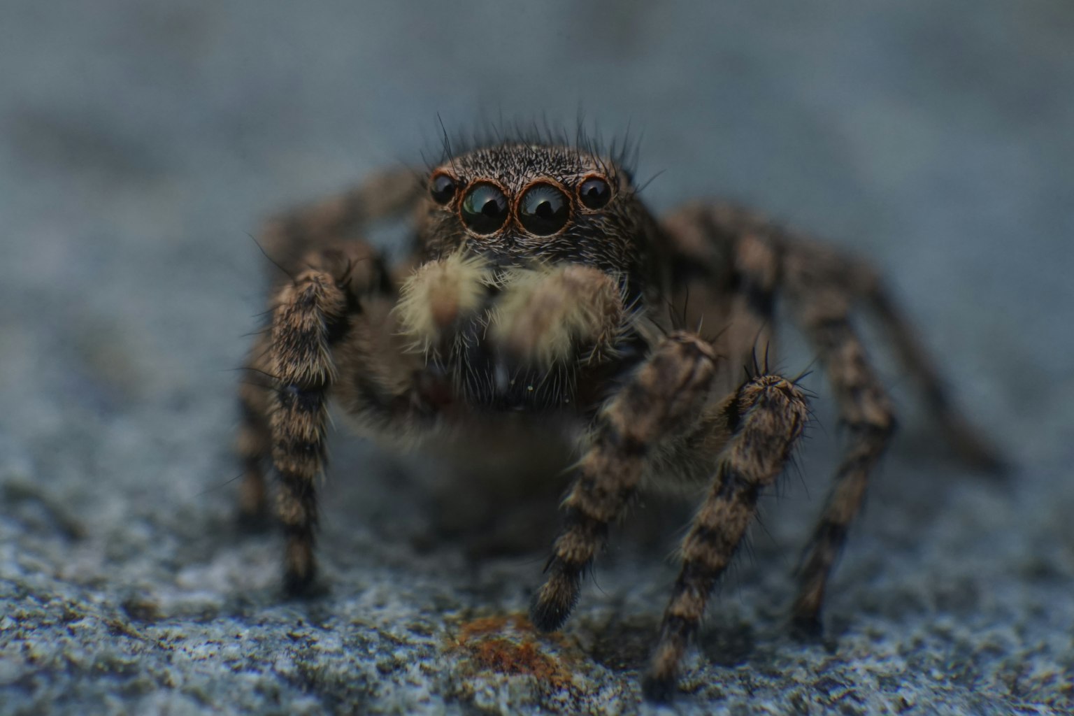 Foto en primer plano de una araña con cuerpo peludo y ojos grandes