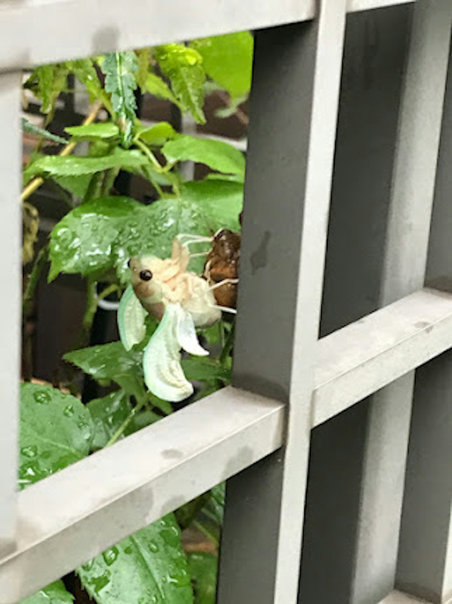 Insecto visible entre hojas verdes y gotas de lluvia