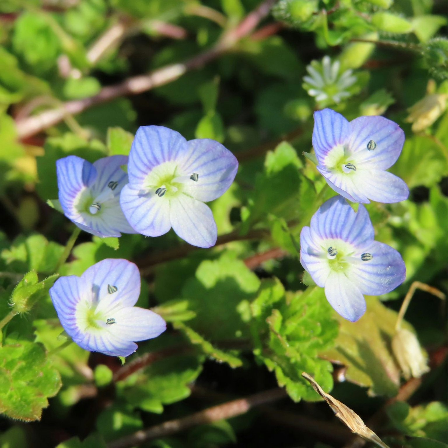 Piccole fiori blu che fioriscono tra le foglie verdi