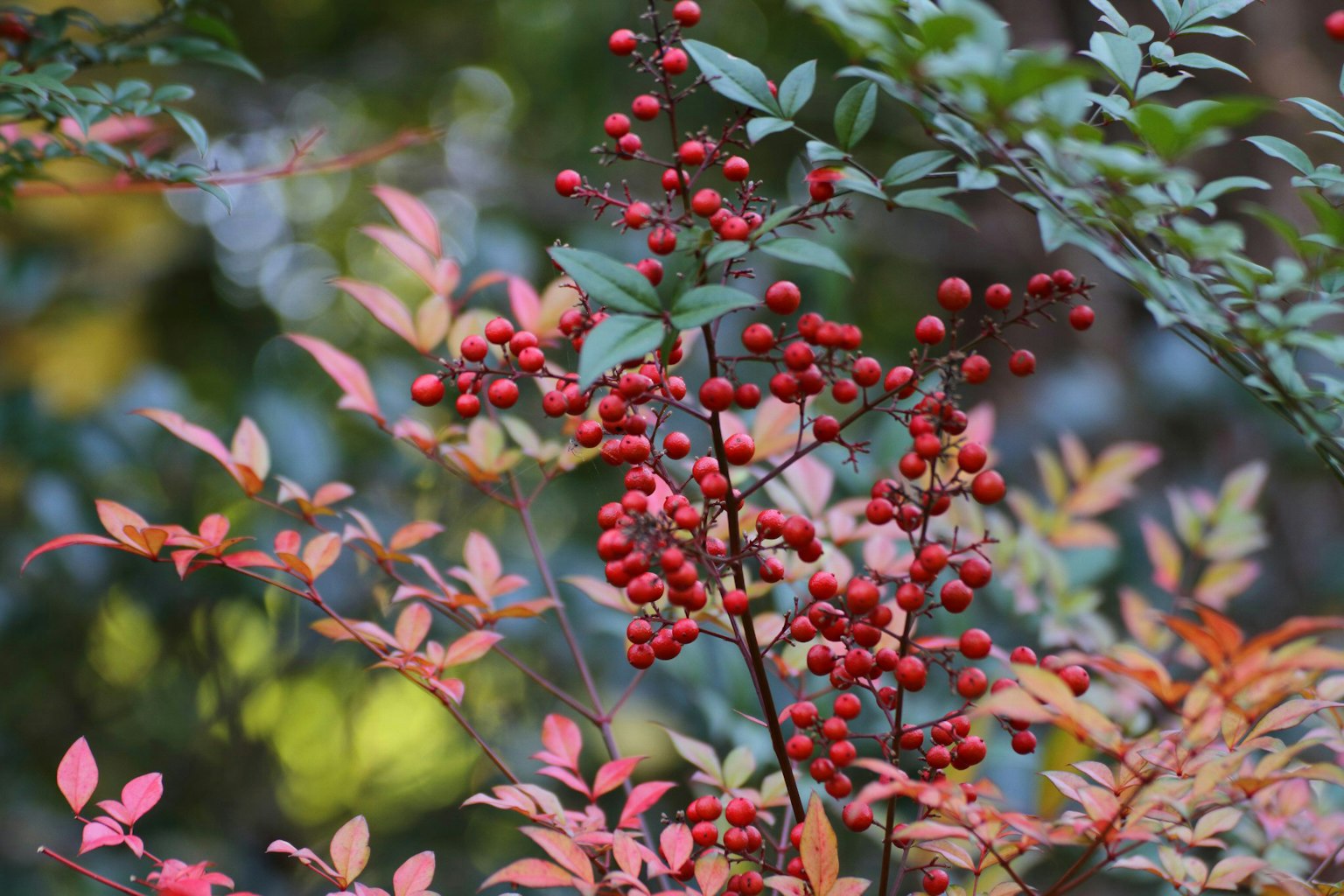 Cabang dengan buah merah dan daun berwarna-warni