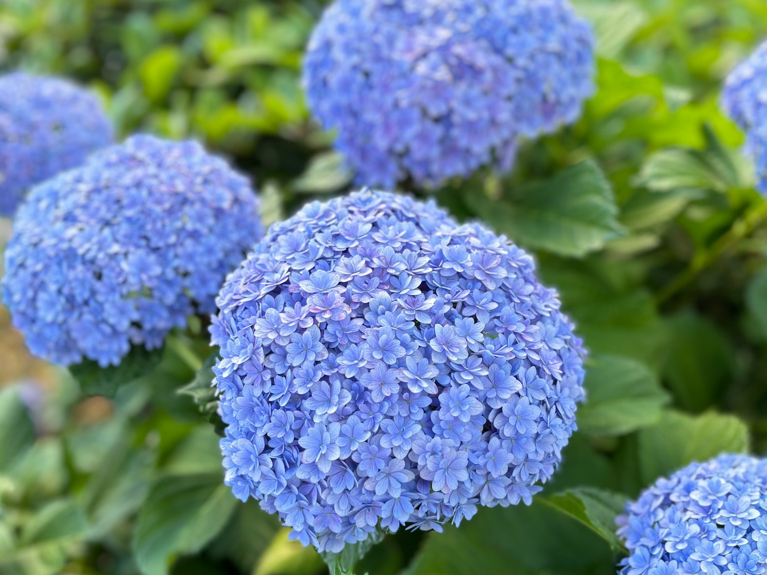 Raggruppamento di fiori di ortensia blu in piena fioritura