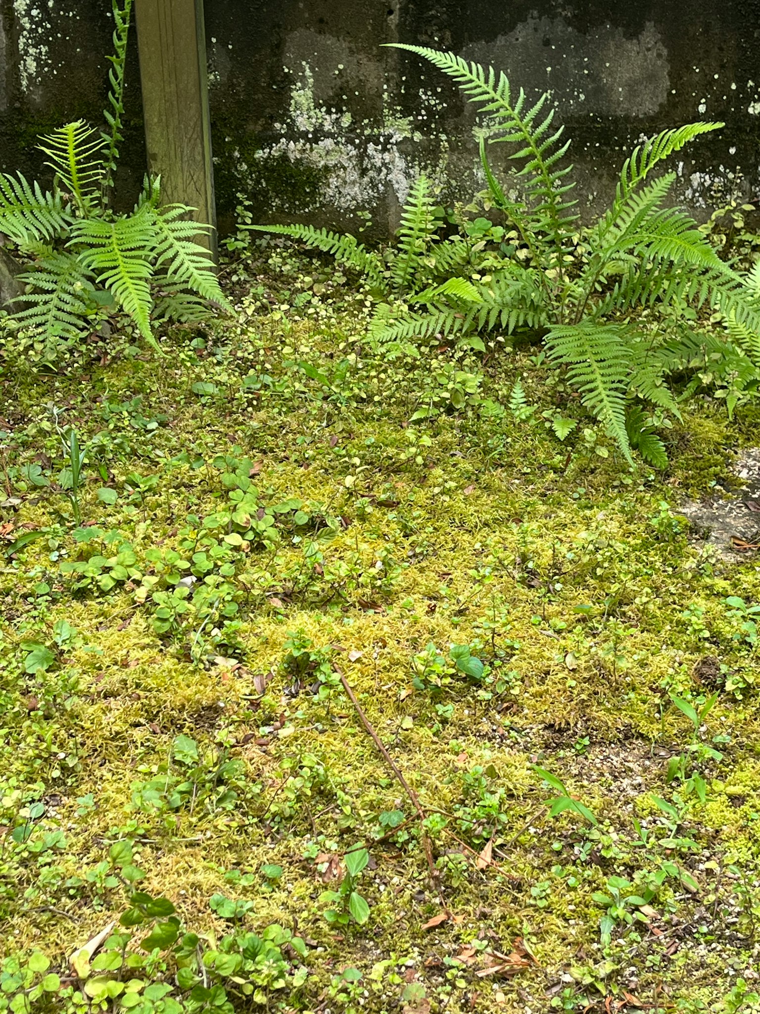Hierba verde exuberante y helechos cubriendo un suelo húmedo