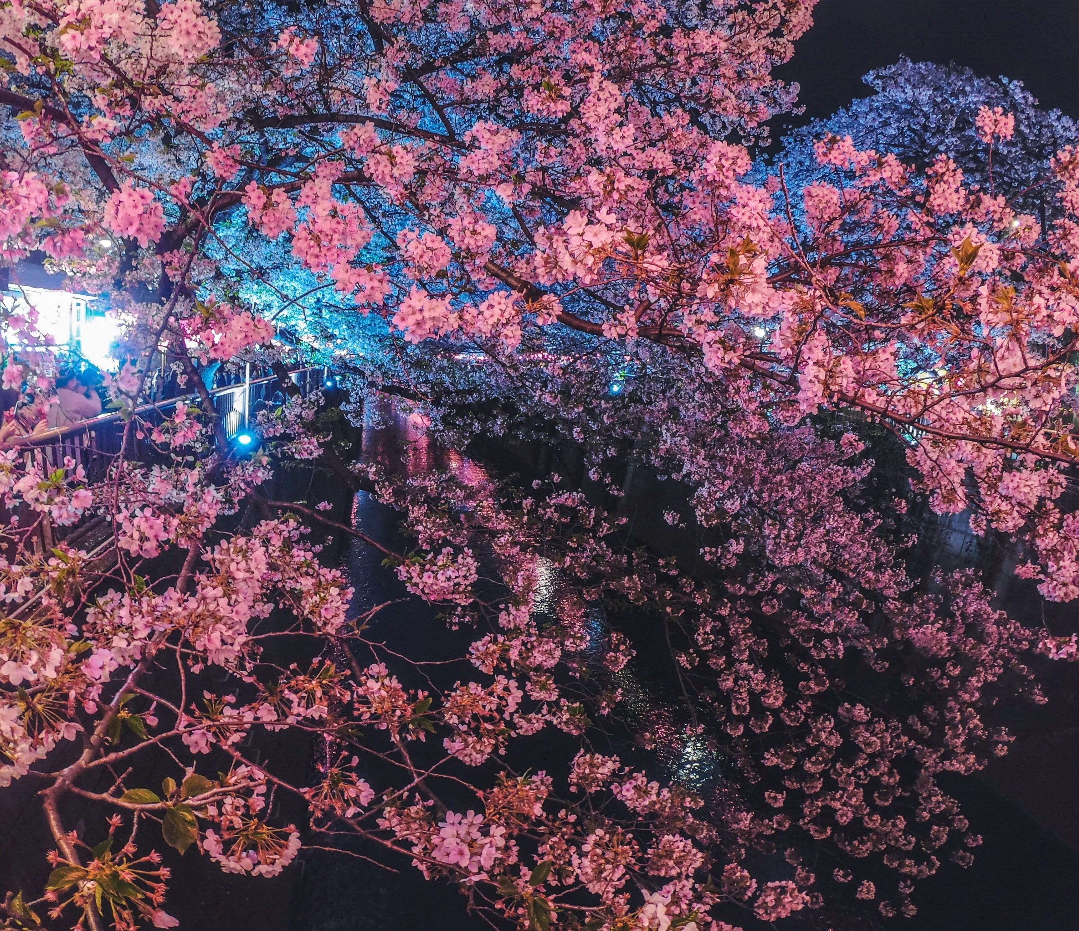 rosa blühende Kirschbaumzweige bei Nacht