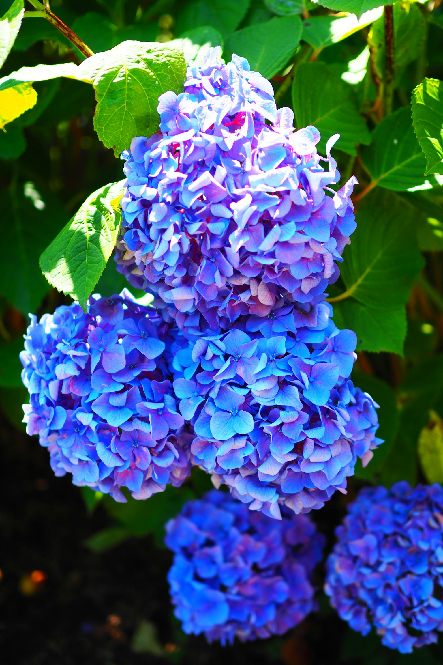 Groupe de fleurs d'hortensia bleues avec des feuilles vertes luxuriantes