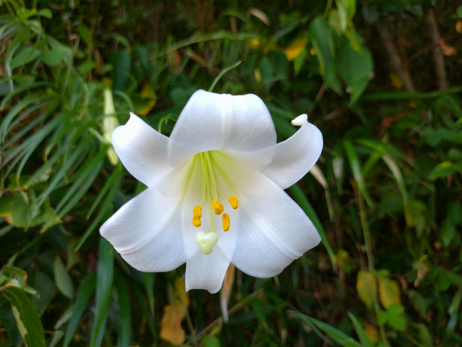 一朵白百合花在绿色叶子中盛开