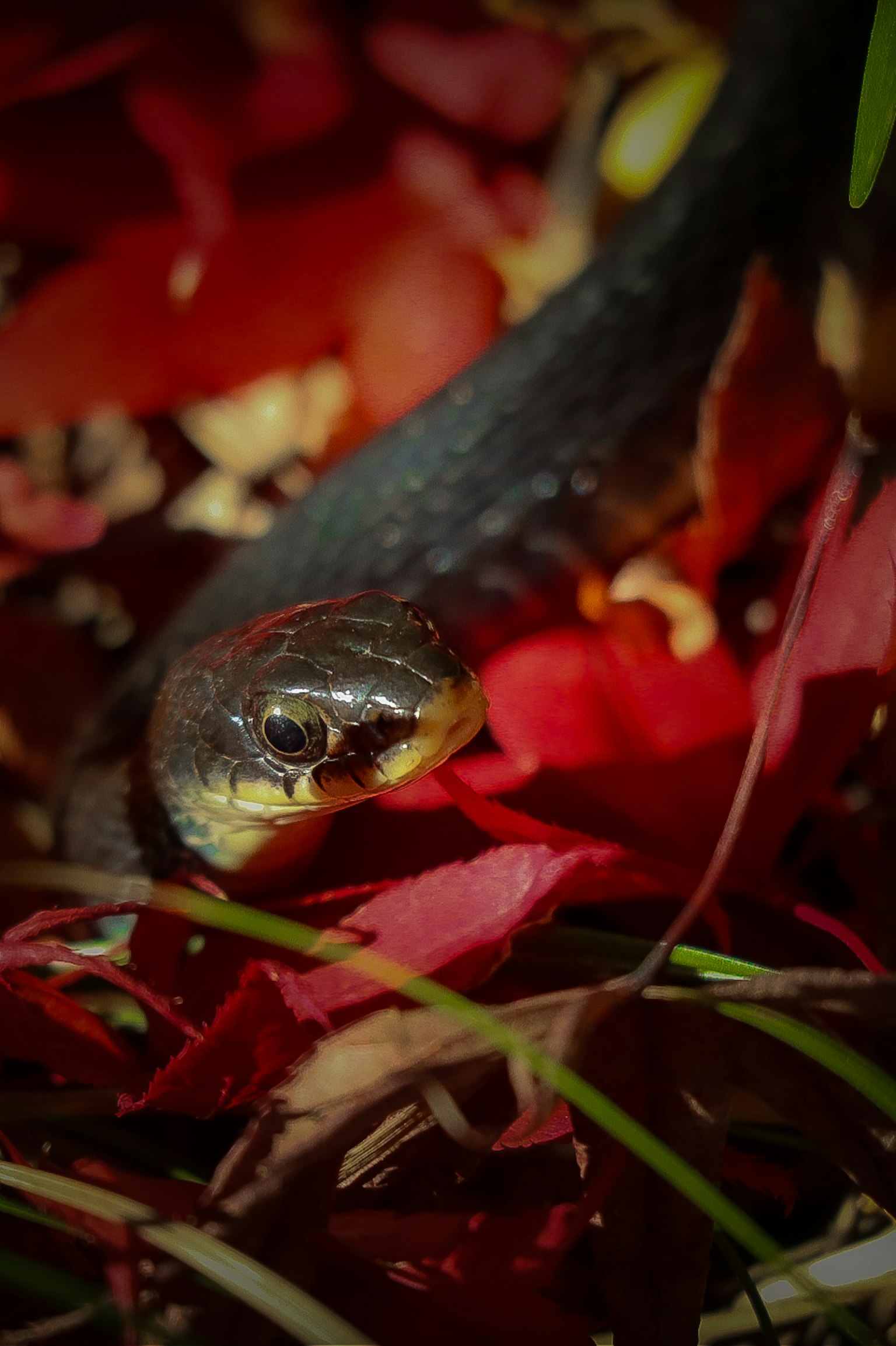 秋天的叶子中一条黑蛇的特写