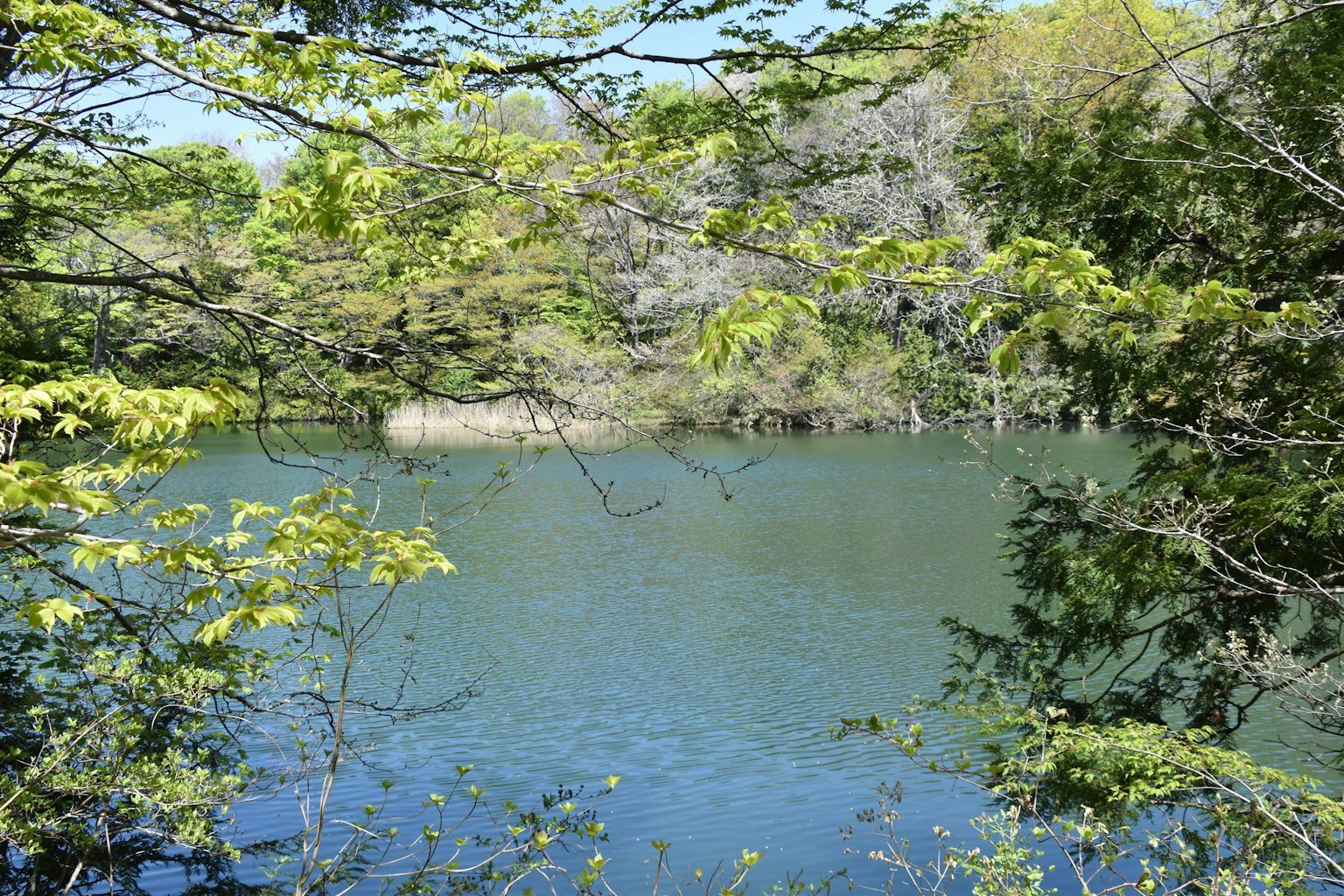 Lago sereno circondato da alberi verdi lussureggianti e acqua blu chiara