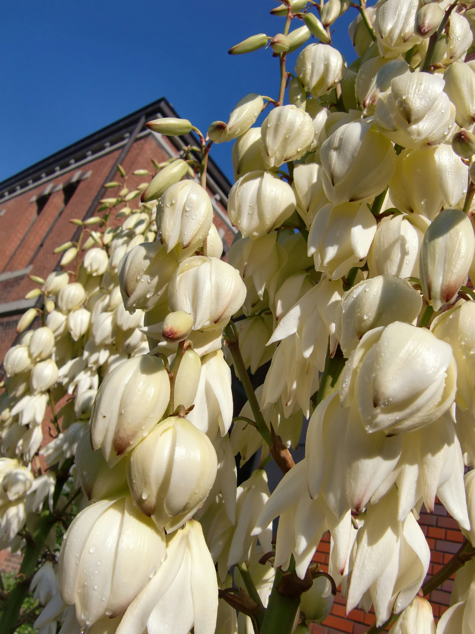 Raggruppamento di fiori bianchi in fiore contro un cielo blu