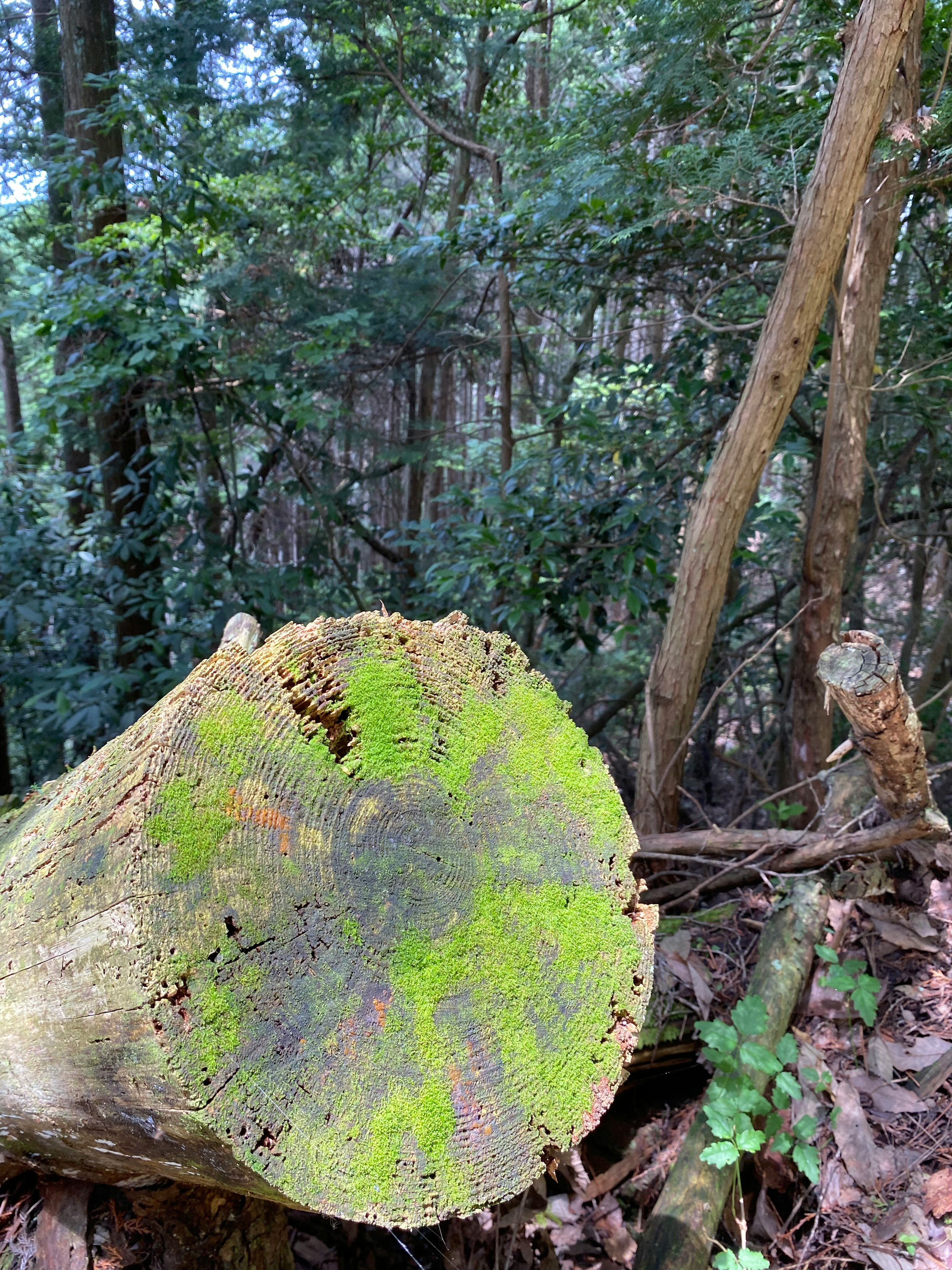 京見峠付近の苔むした倒木と林の斜面