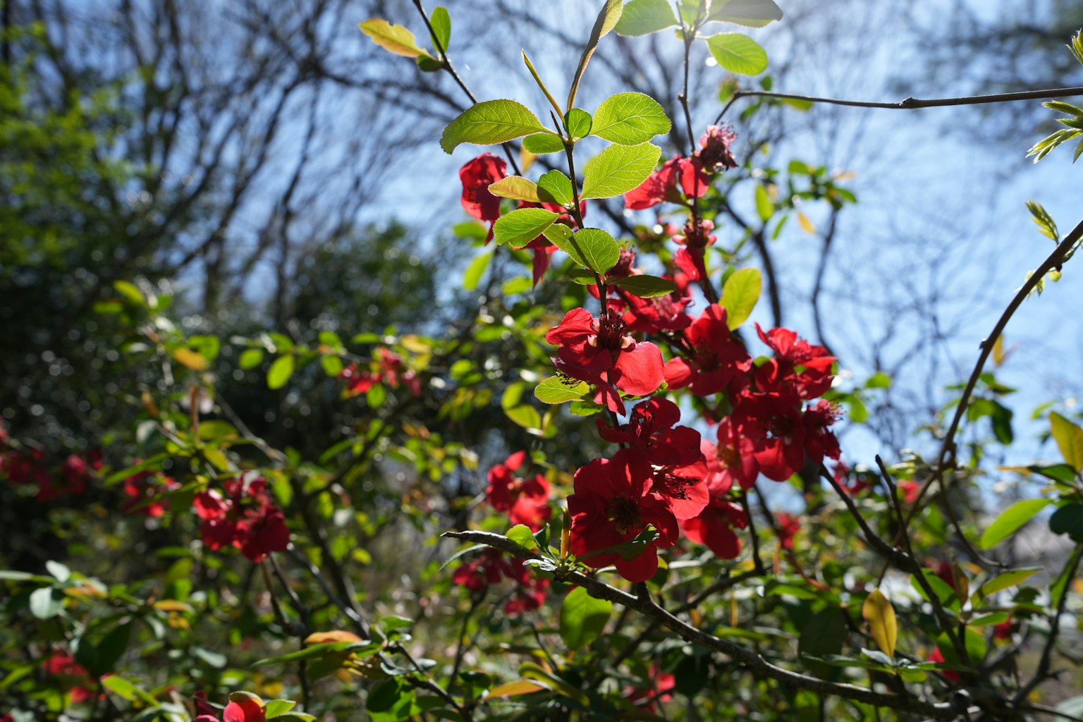 Lebendige rote Blumen mit grünen Blättern vor einem hellblauen Himmel