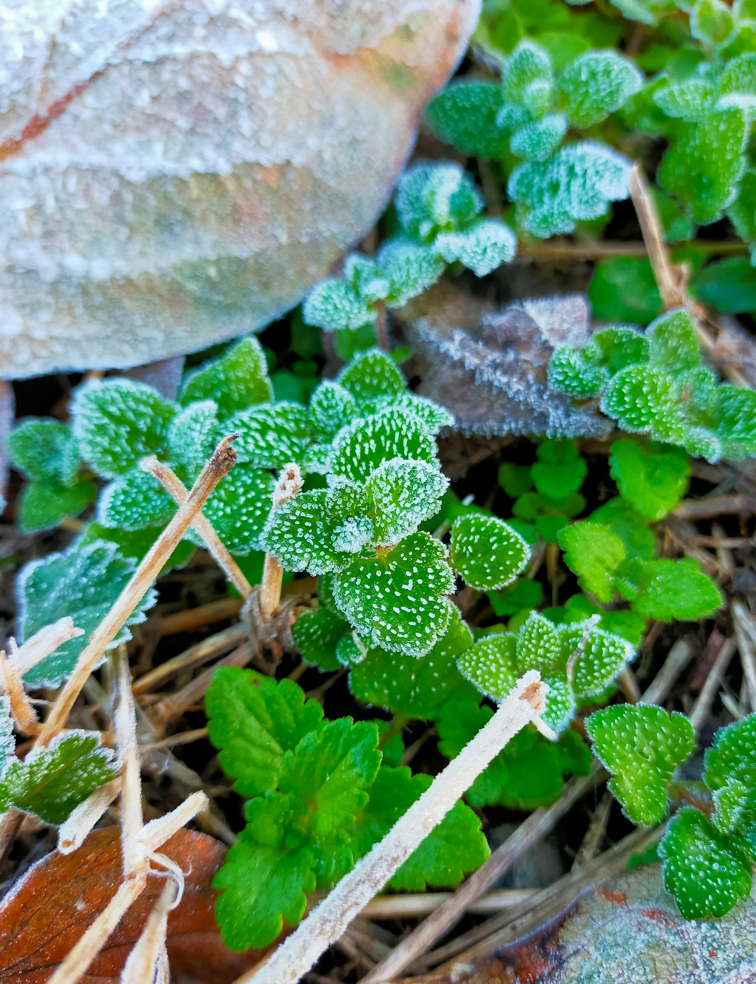 Close-up of frost-covered green leaves and small plants on the ground